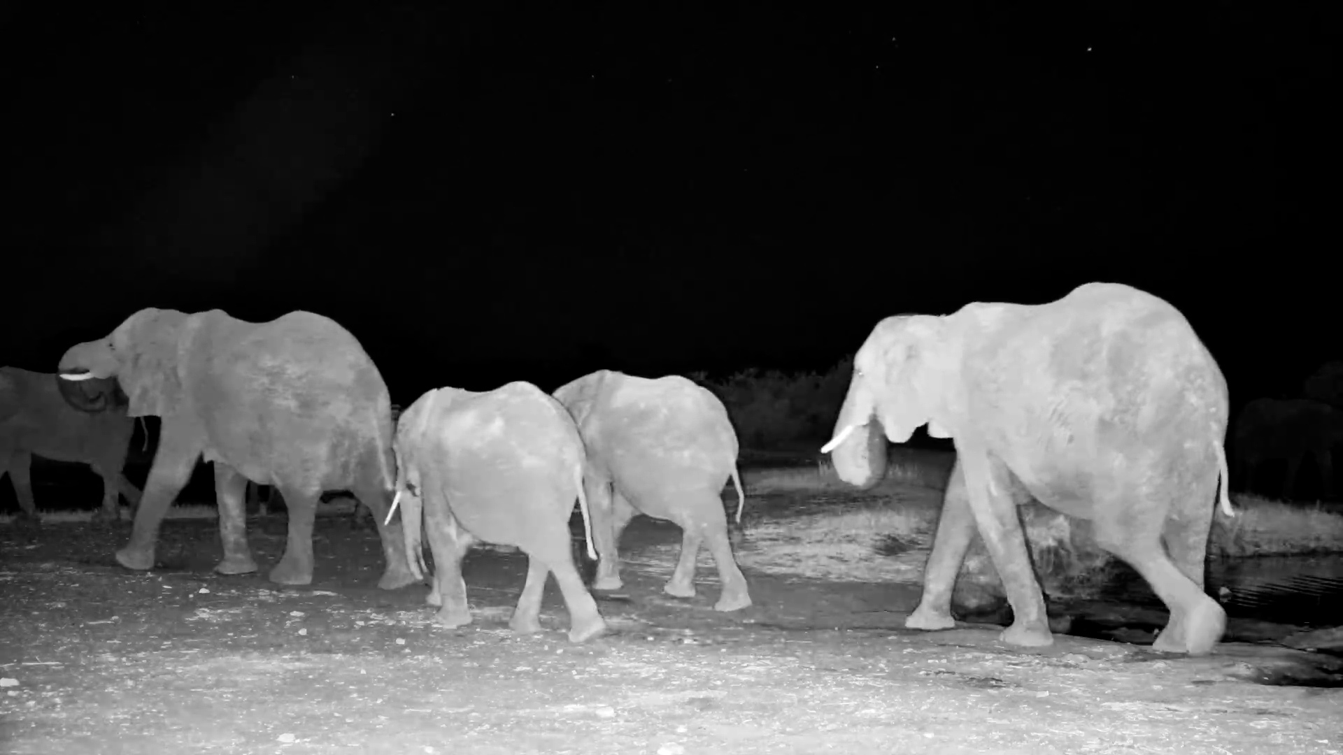 Elephant Herd Confronts Young Bull at Night