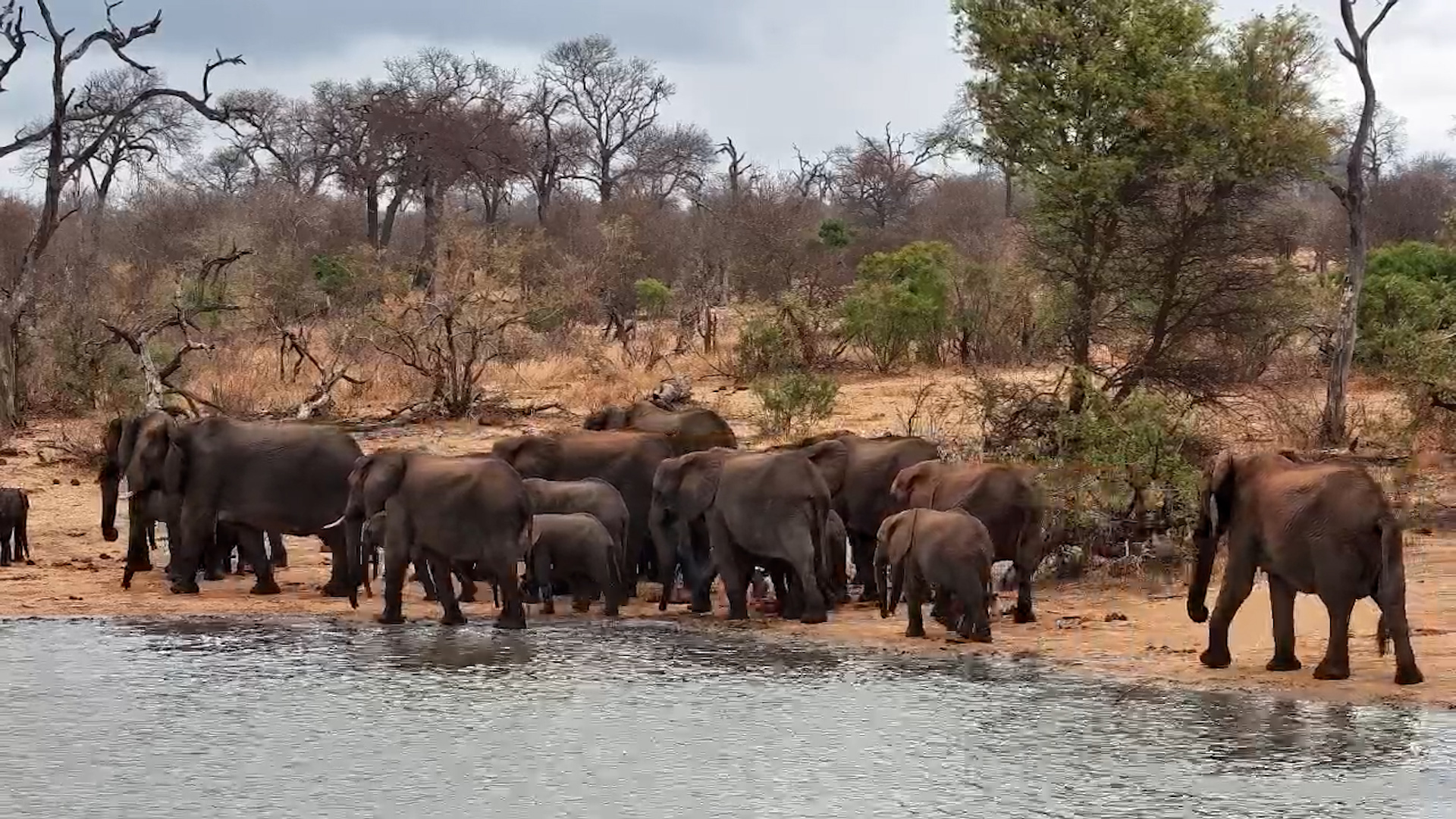 Elephant Herd on the Move at Simbavati Waterside
