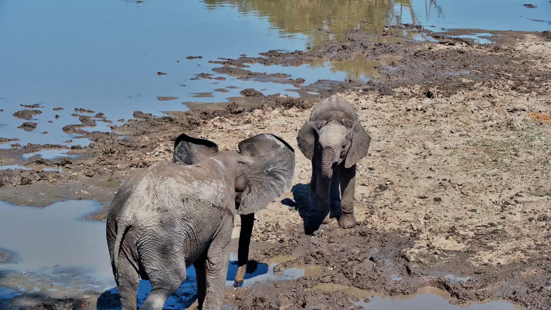 Give Baby Elephants a Muddy Puddle...