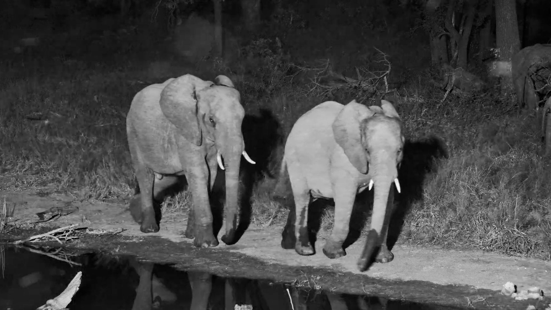 Elephant Herd Moves Silently Through the Darkness