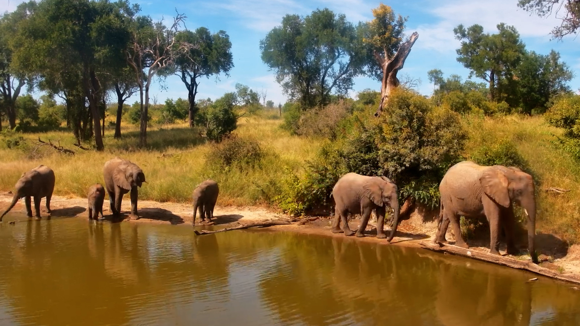 Elephant Herd Unwinds at Serondella Waterhole