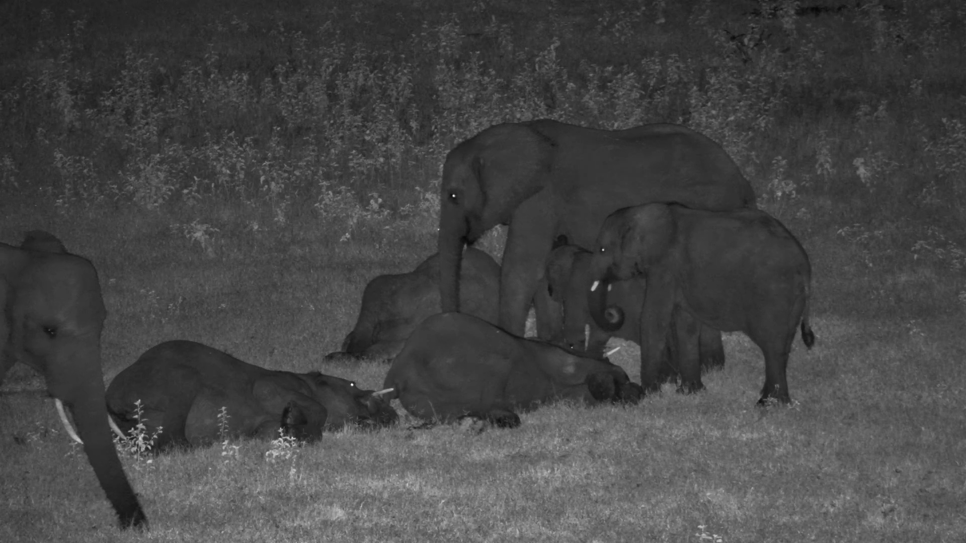 Elephant Snuggle Party