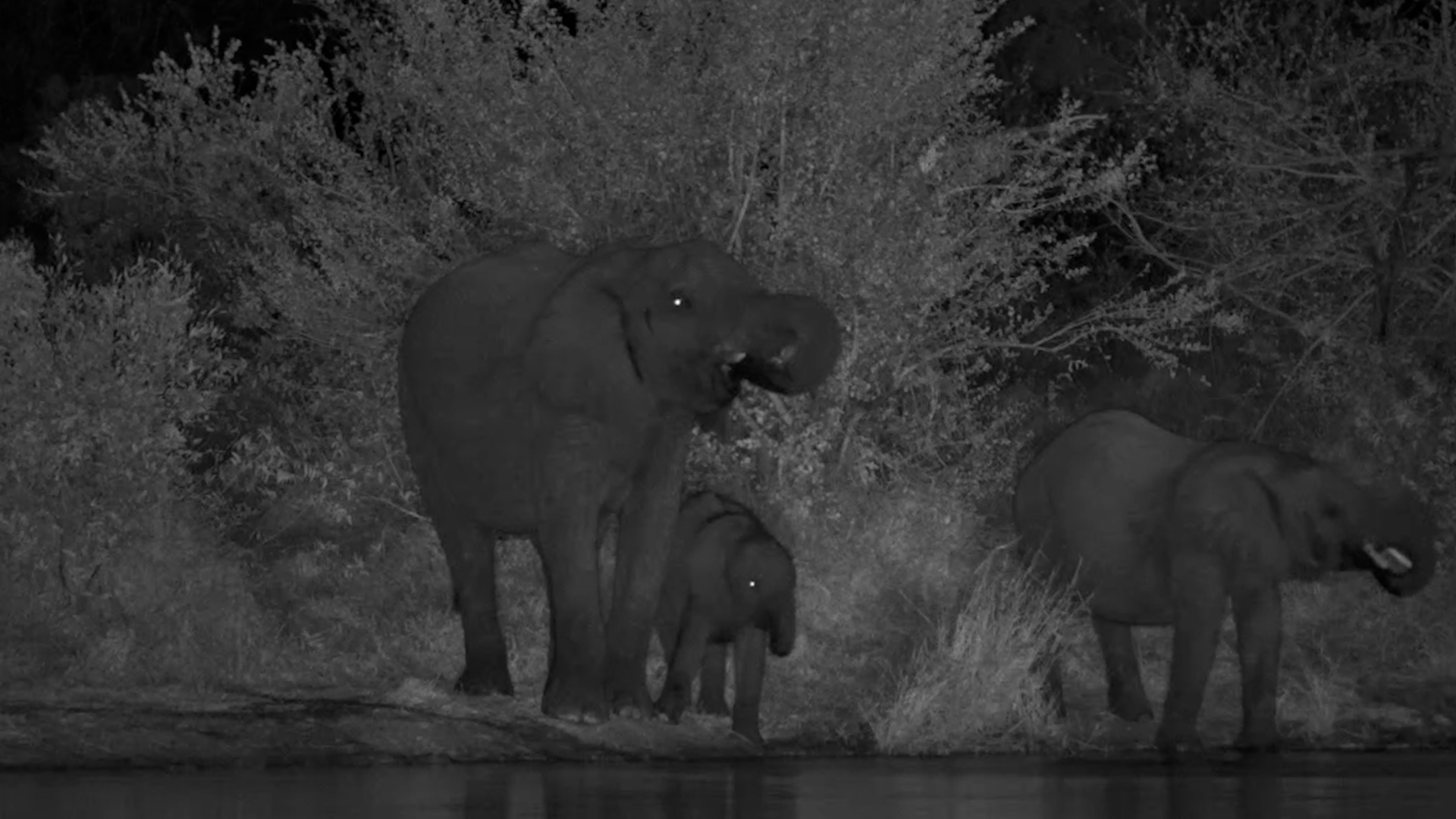 Herd of Elephants Gathers Under the Cover of Darkness