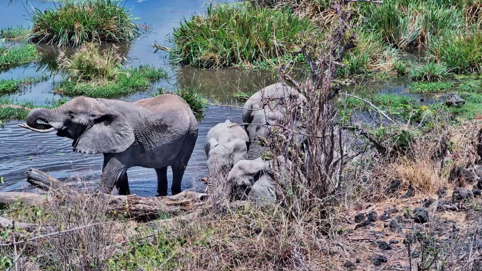 Elephant Herd Spreads Across Finch Hattons