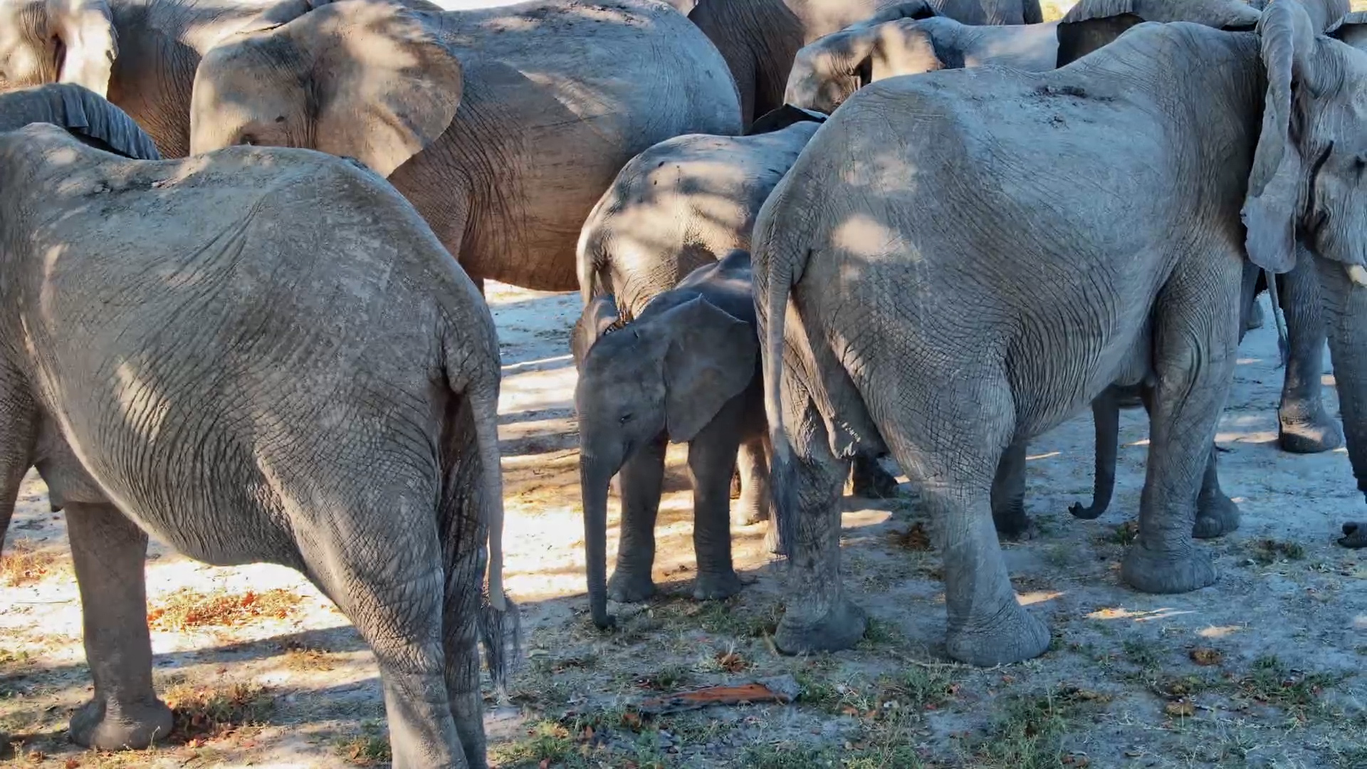 A Family Afternoon in the Shade