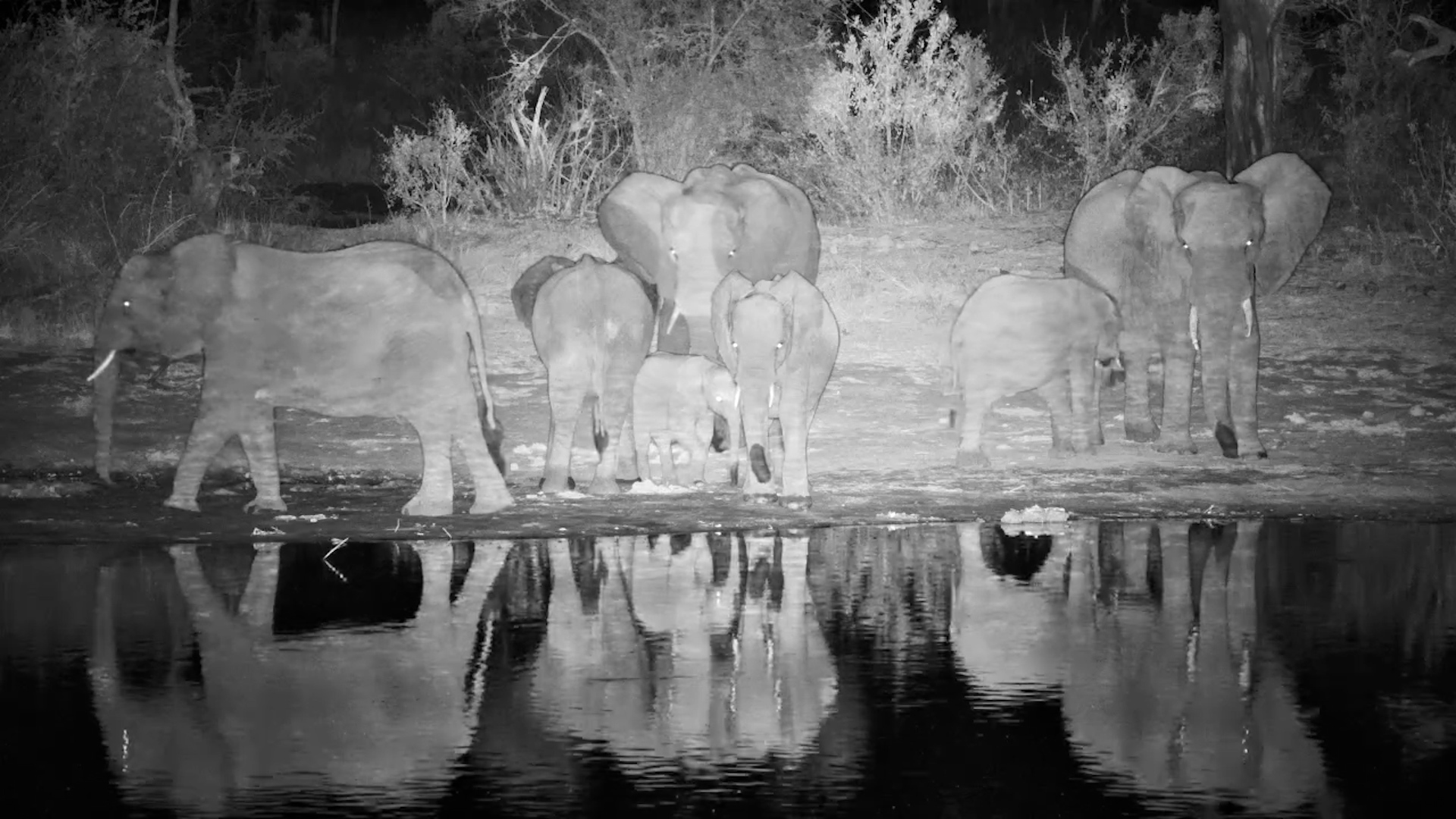 Elephant Herd Stops for a Midnight Drink