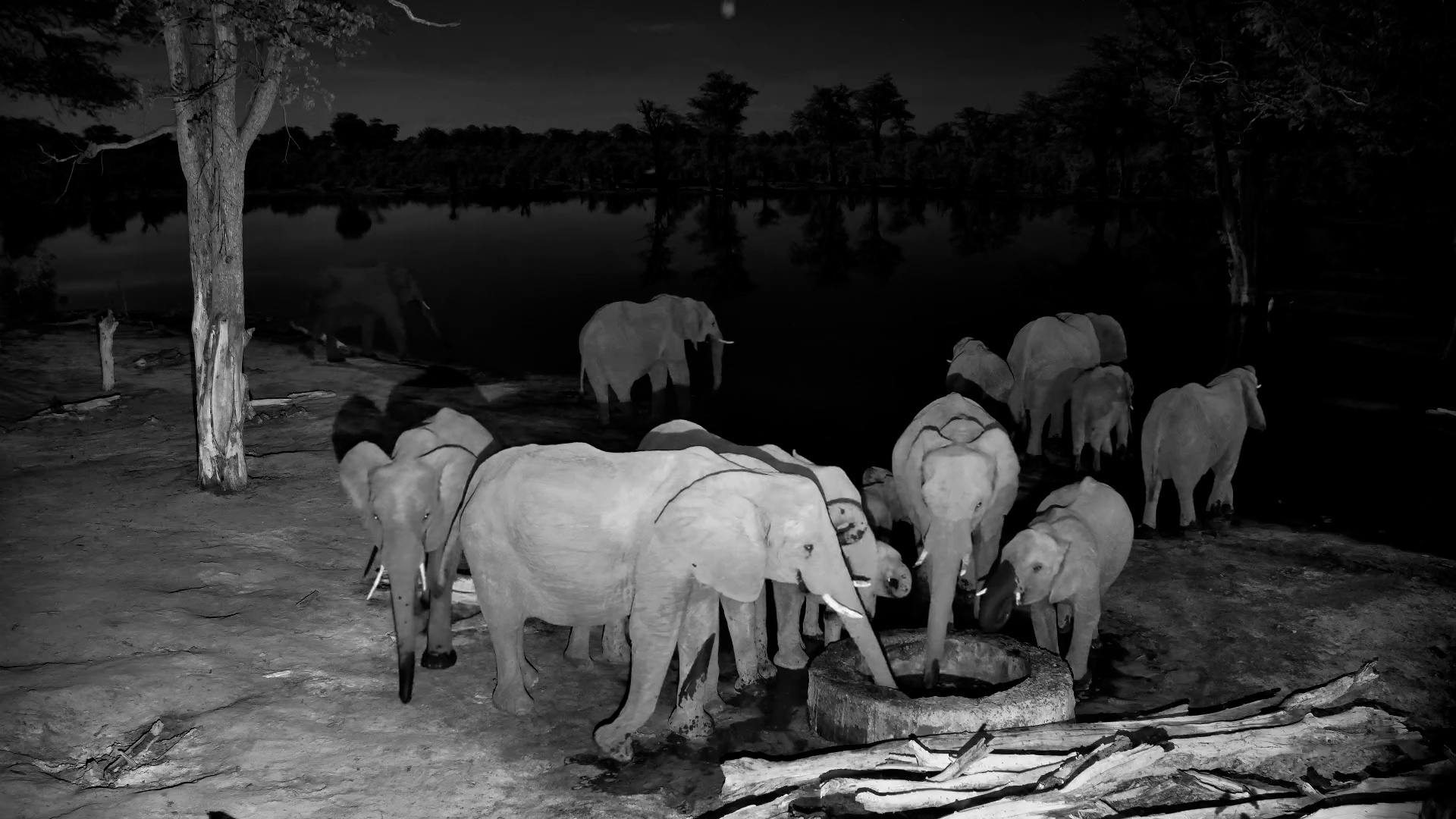 Elephants Drink in the Dark at Elephant Pan