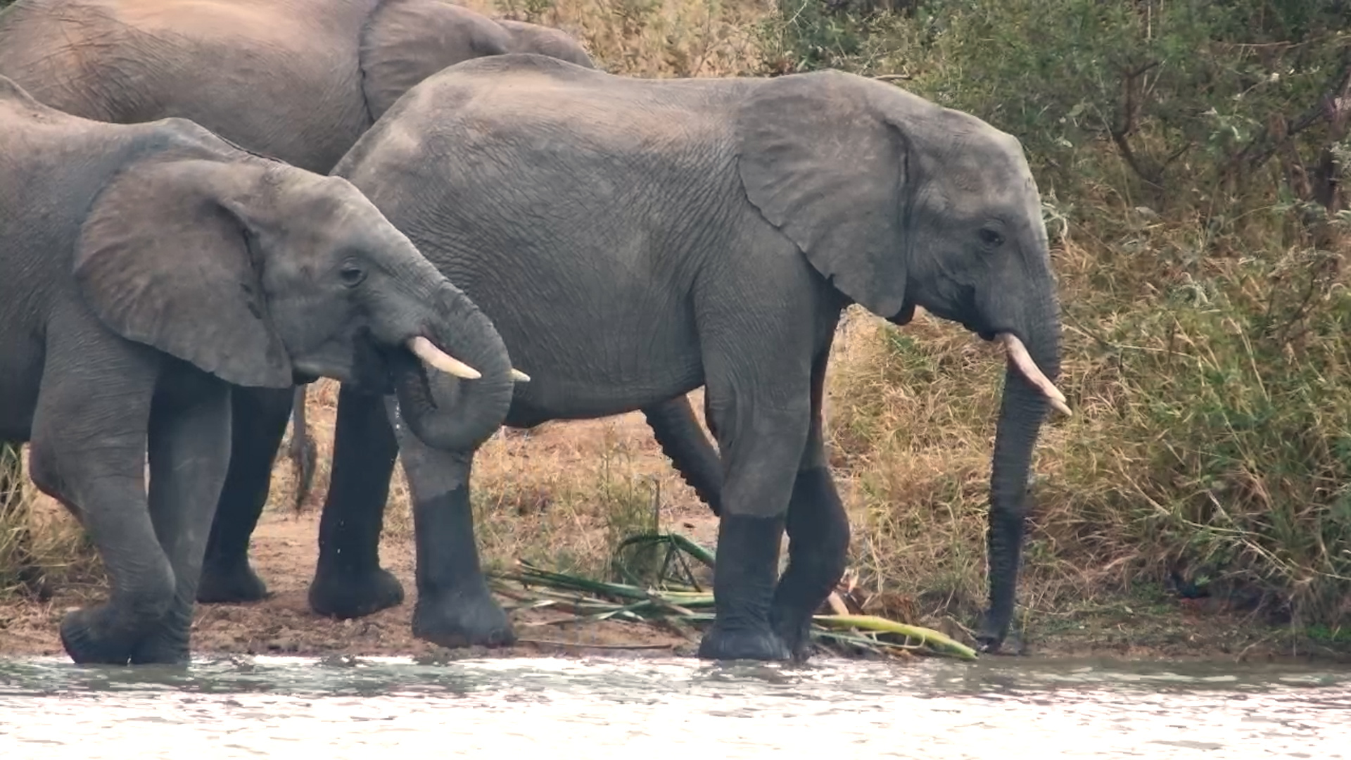 Elephants Quietly Drink At the Waterside