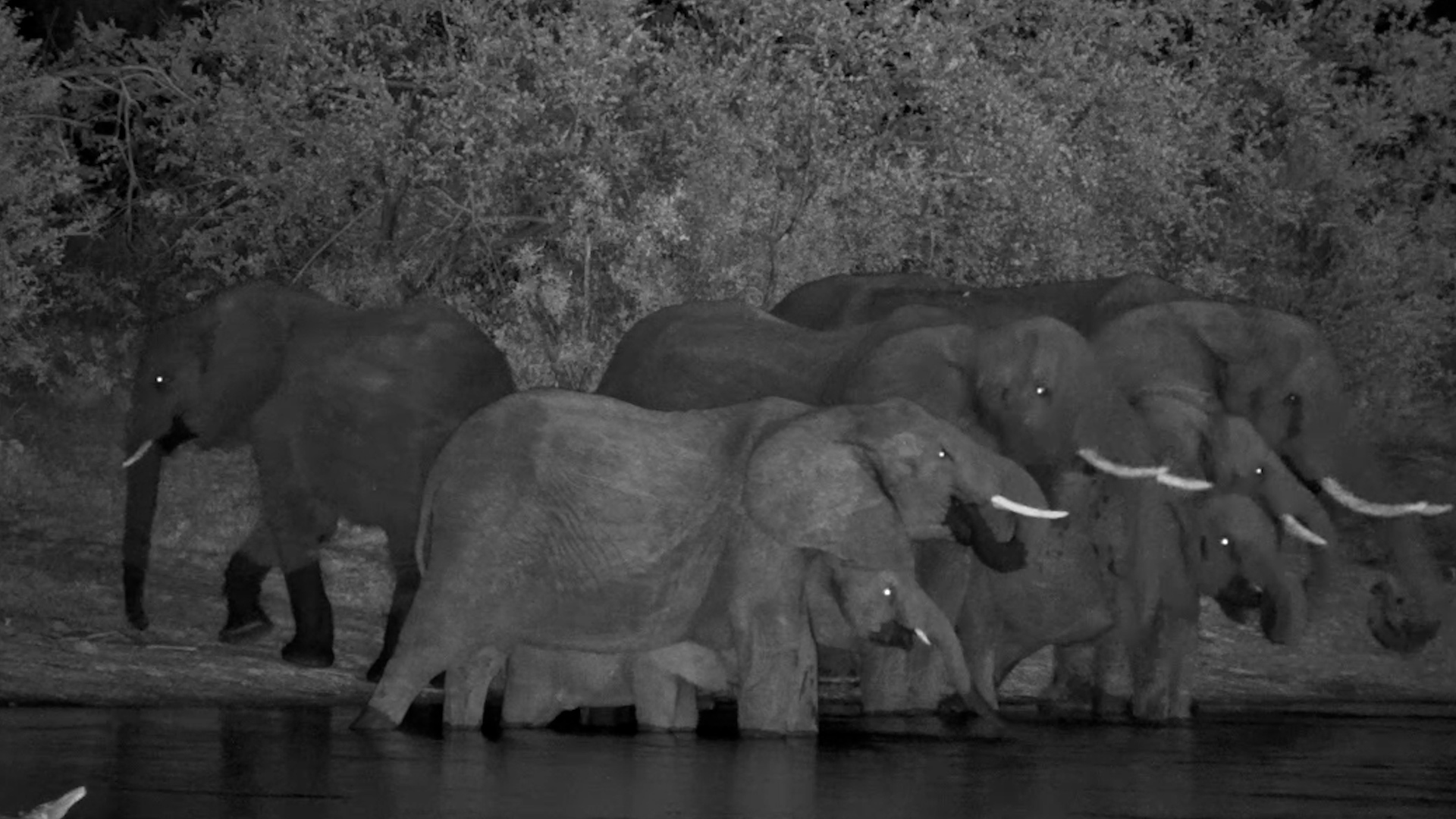 Midnight Thirst: Elephant Herd’s Night Time Sip