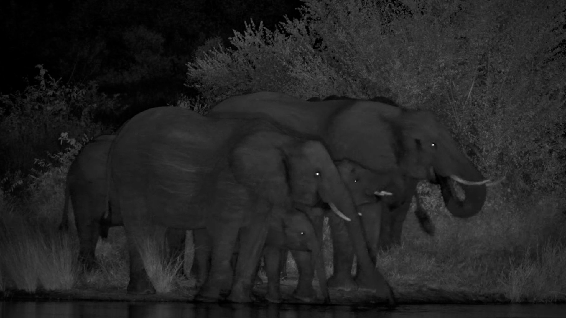 Out of the Darkness, the Herd Arrives…