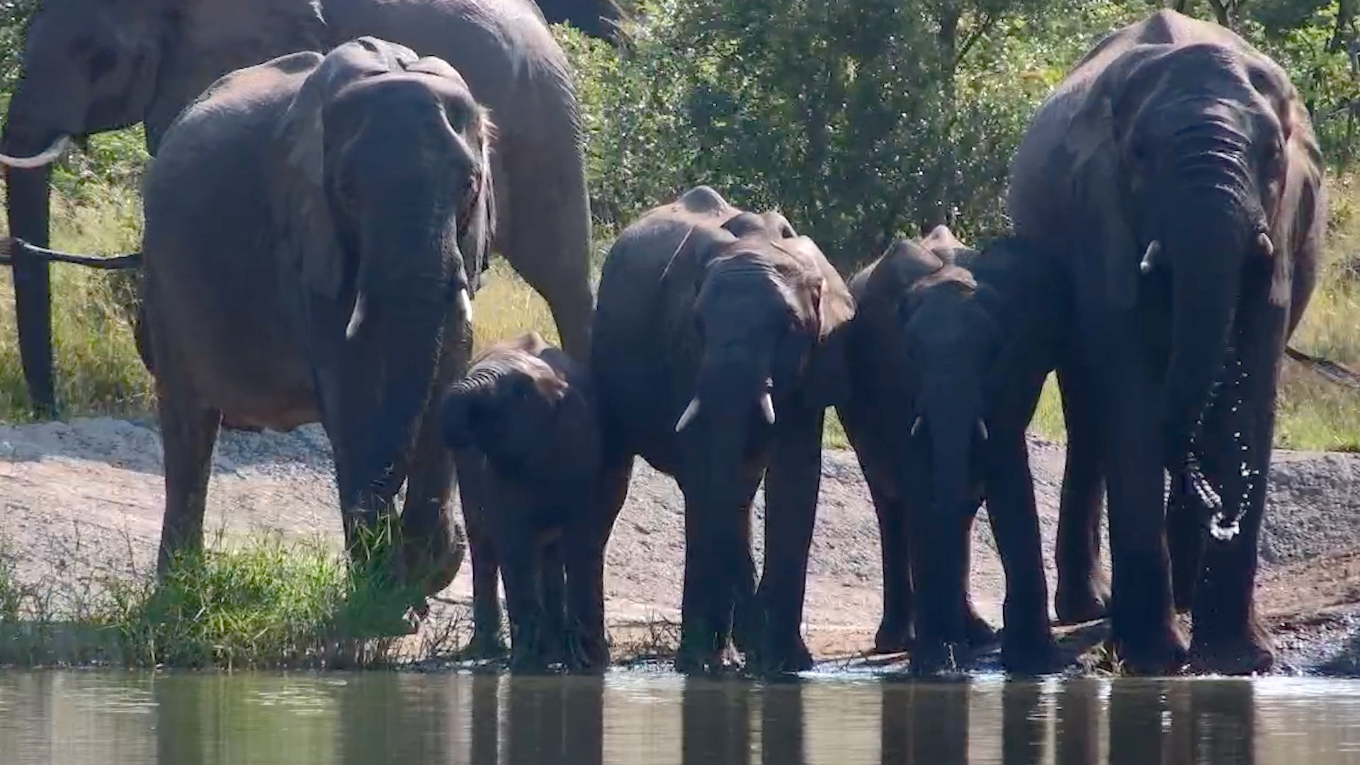 Elephant Herd Pause for a Drink