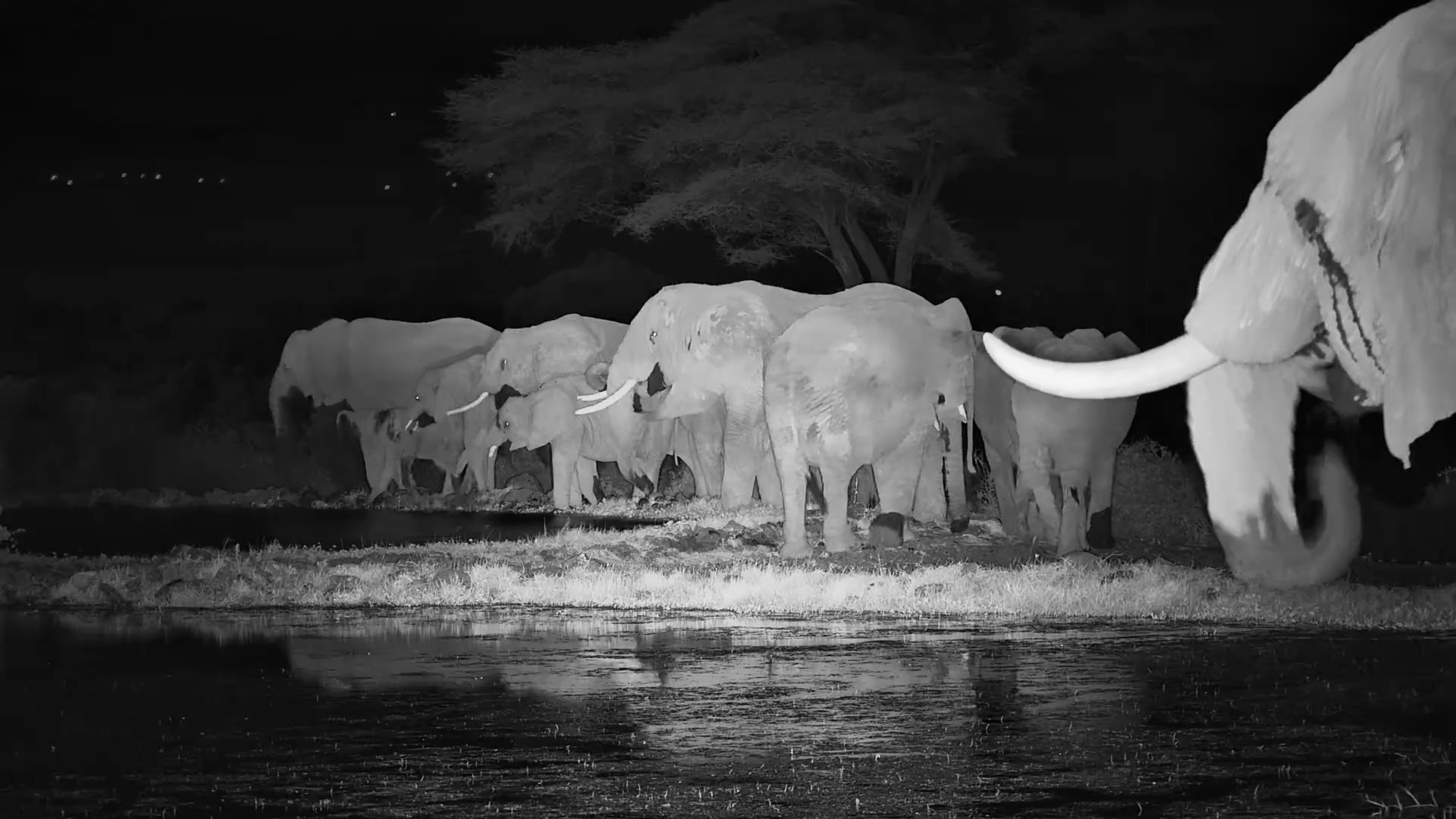 Elephant Herd Takes Over Tortilis Waterhole
