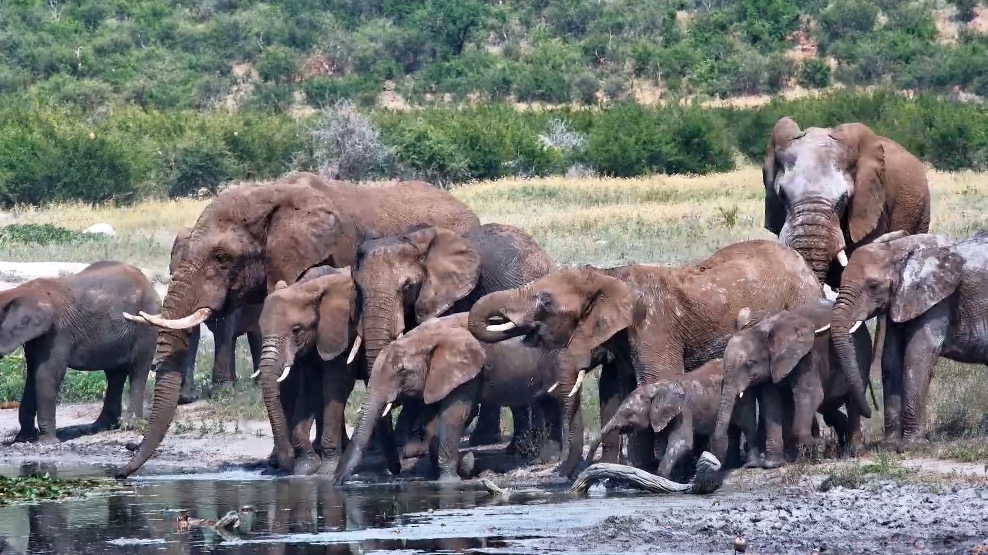 The Giants Have Arrived!