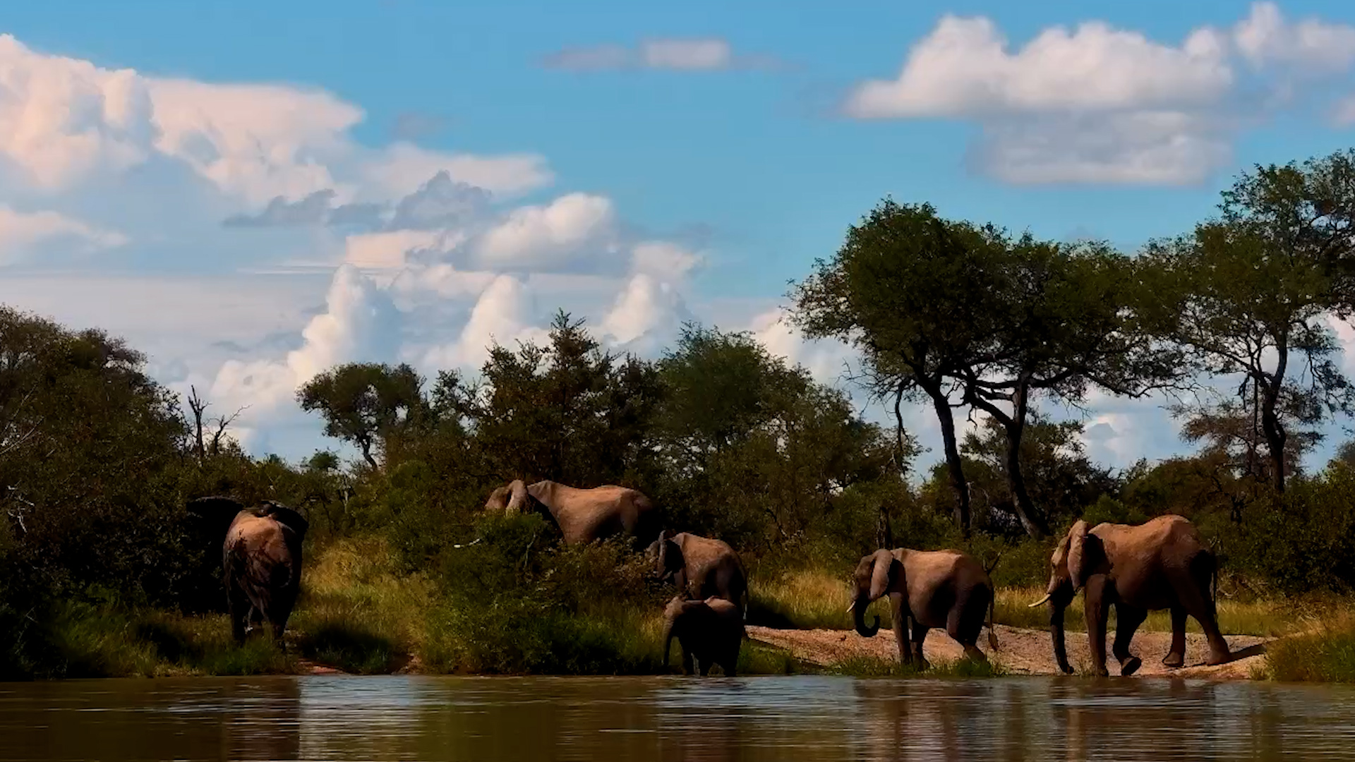 Water Break | Elephant Herd Gathers to Drink