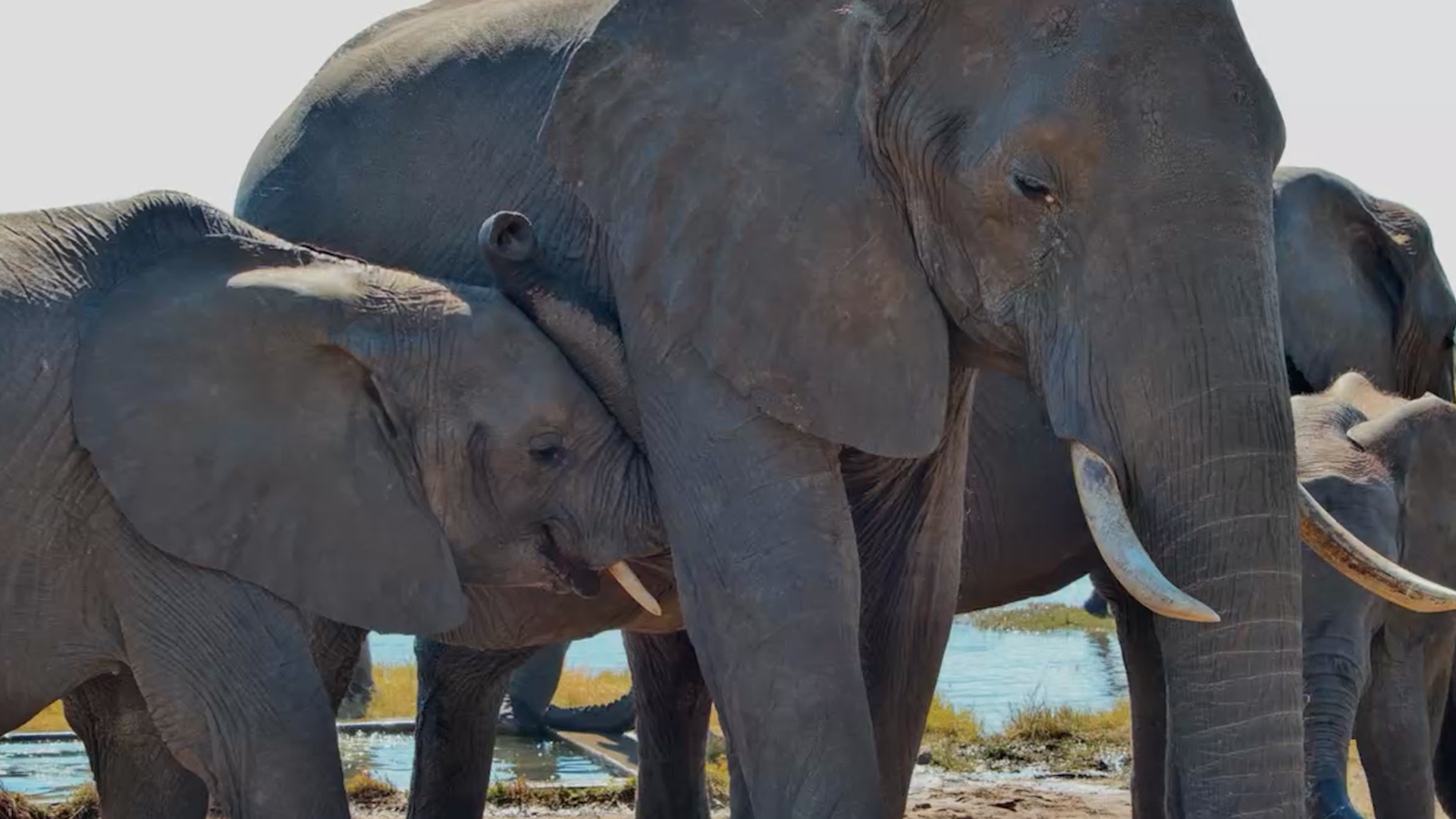 The Waterhole Belonged to the Elephants