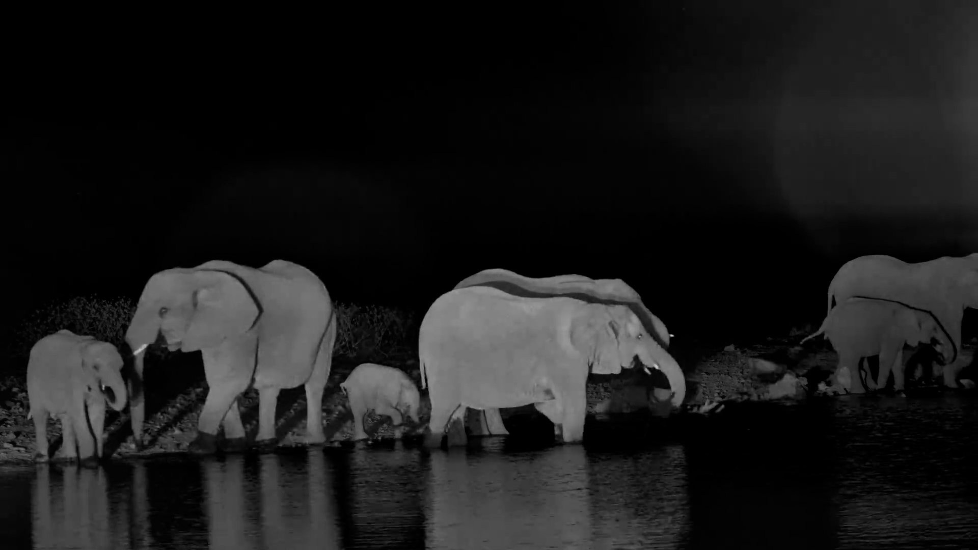 Elephants Gather in the Dark