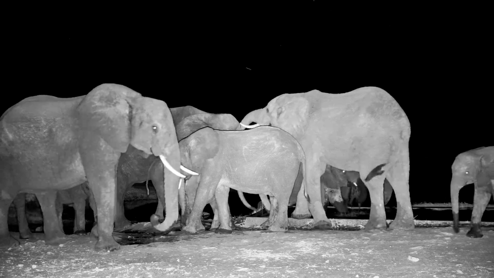 Elephant Herd Moves Through the Darkness to Drink