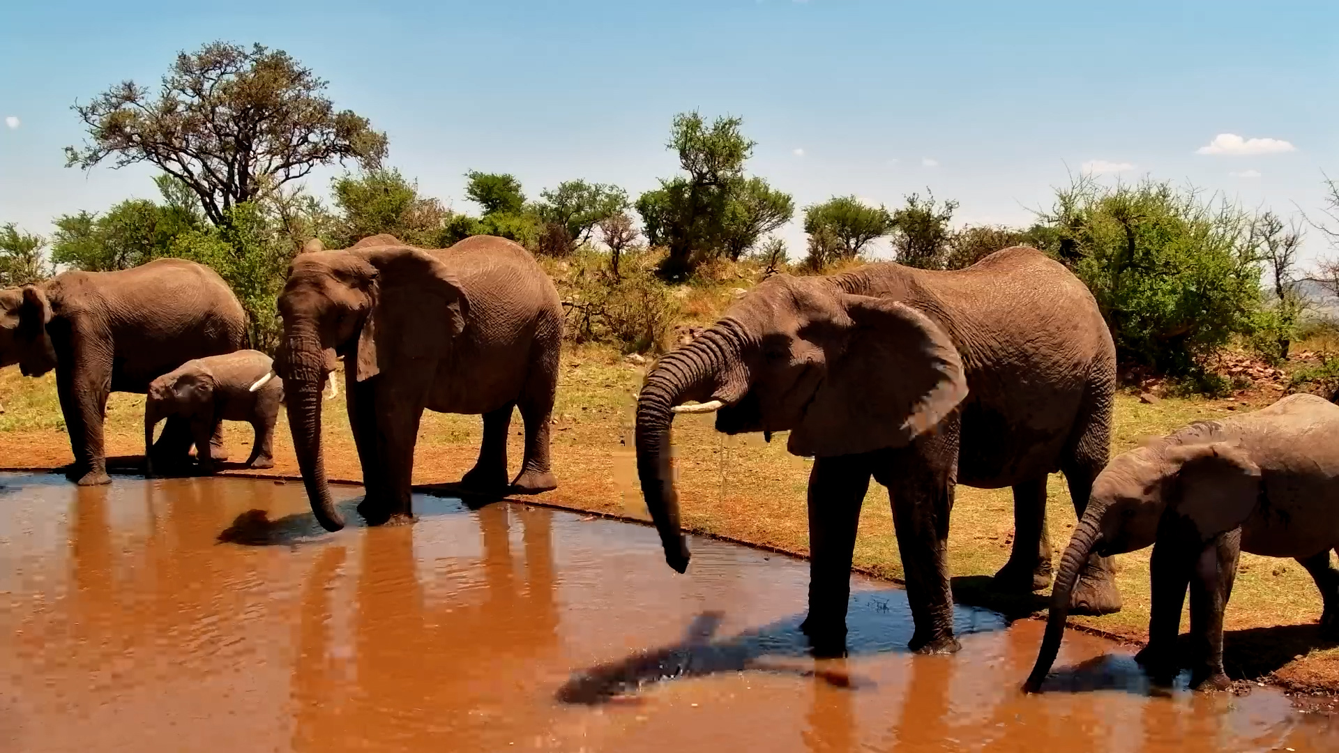 Elephant Family Stop for a Drink in the Serengeti