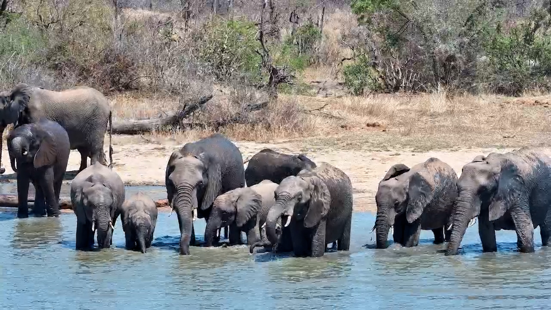 Elephants Get Deep in the Waterhole for an Afternoon Drink