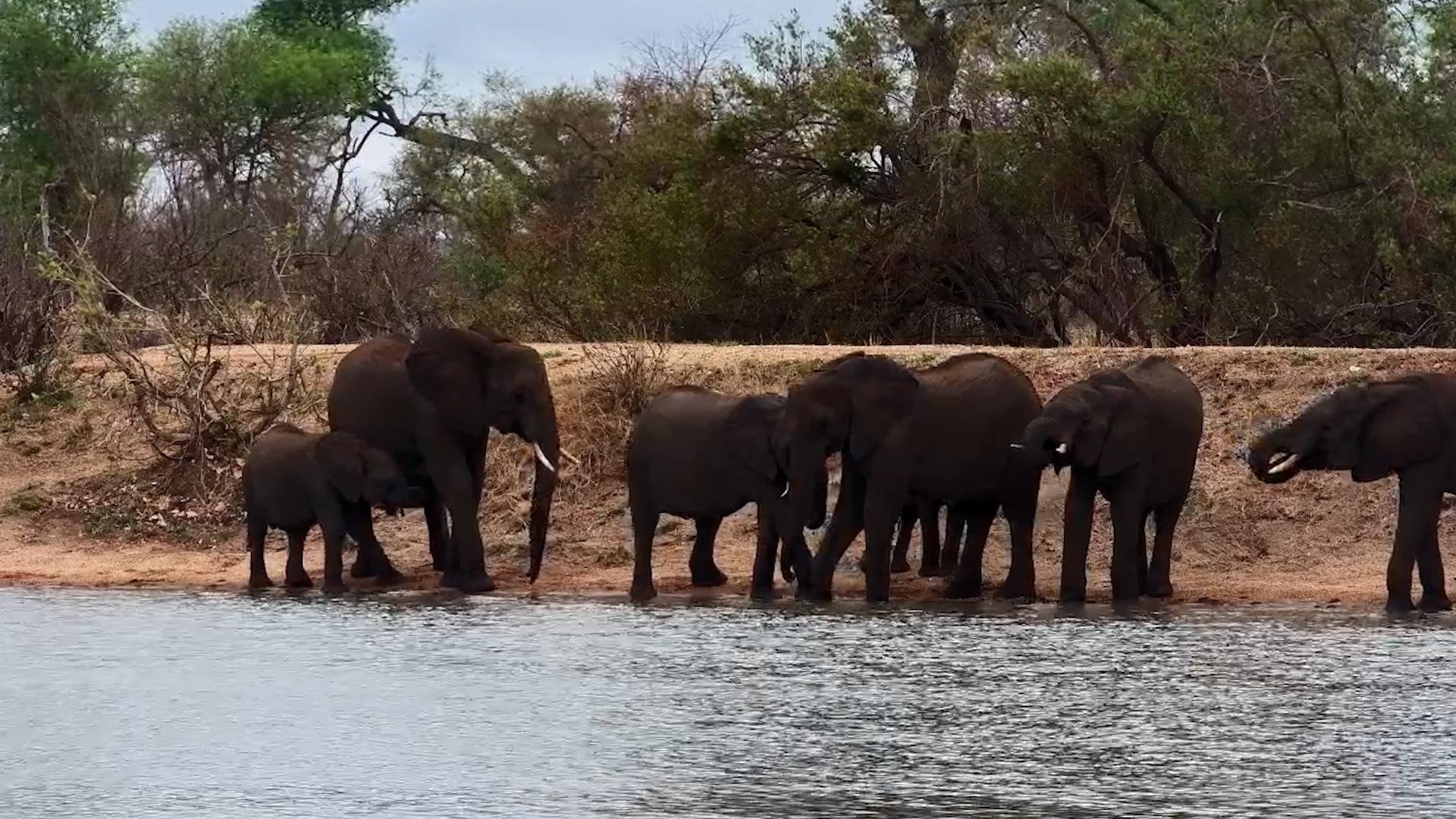 Elephant Herd Visits Simbavati Waterside