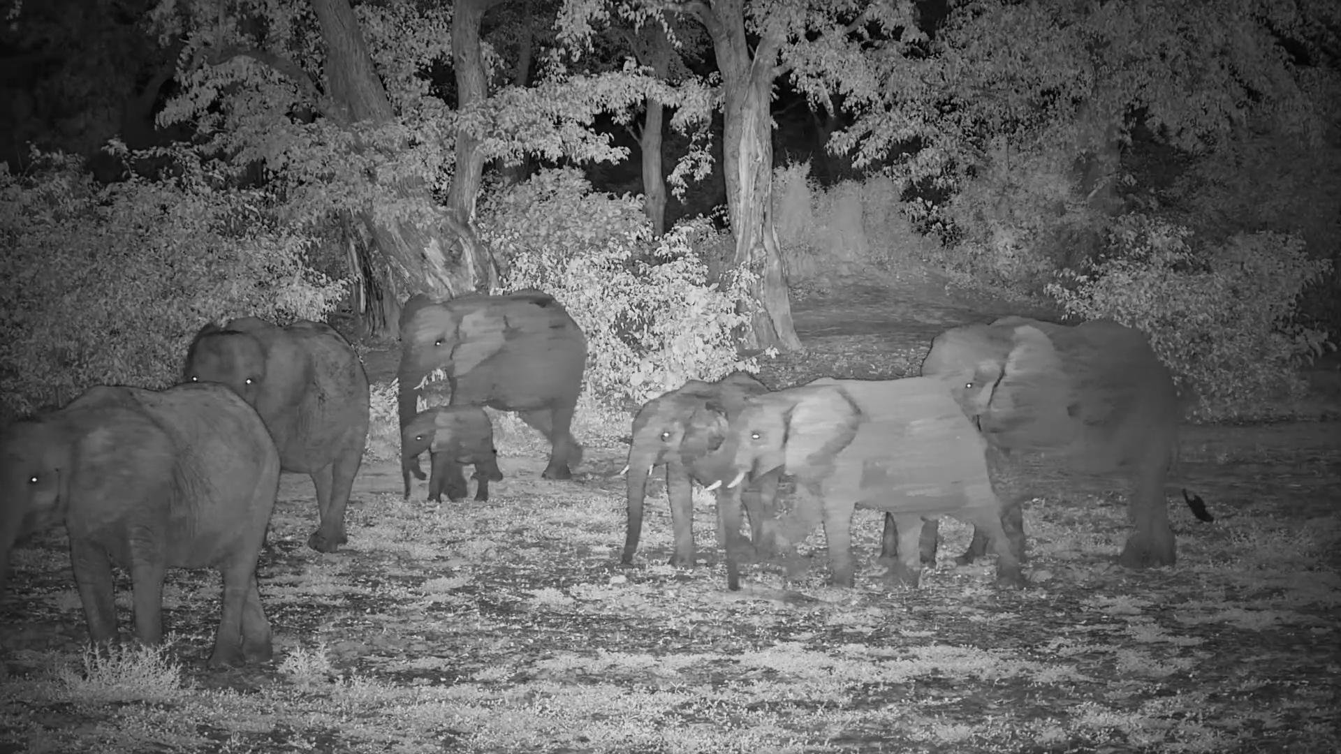 Night Shift at Twin Pan