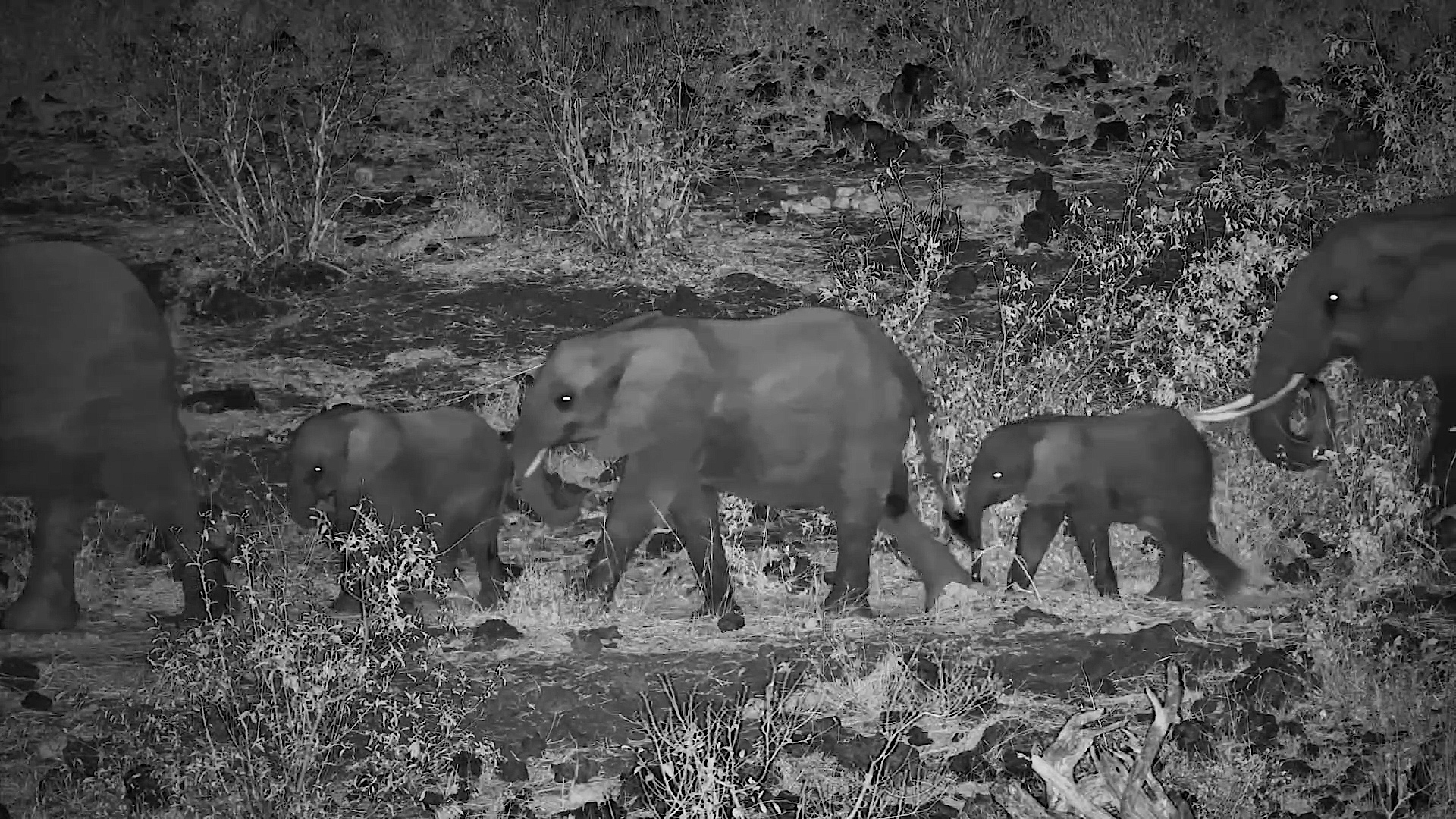 Elephant Herd Marches Single File Through the Night