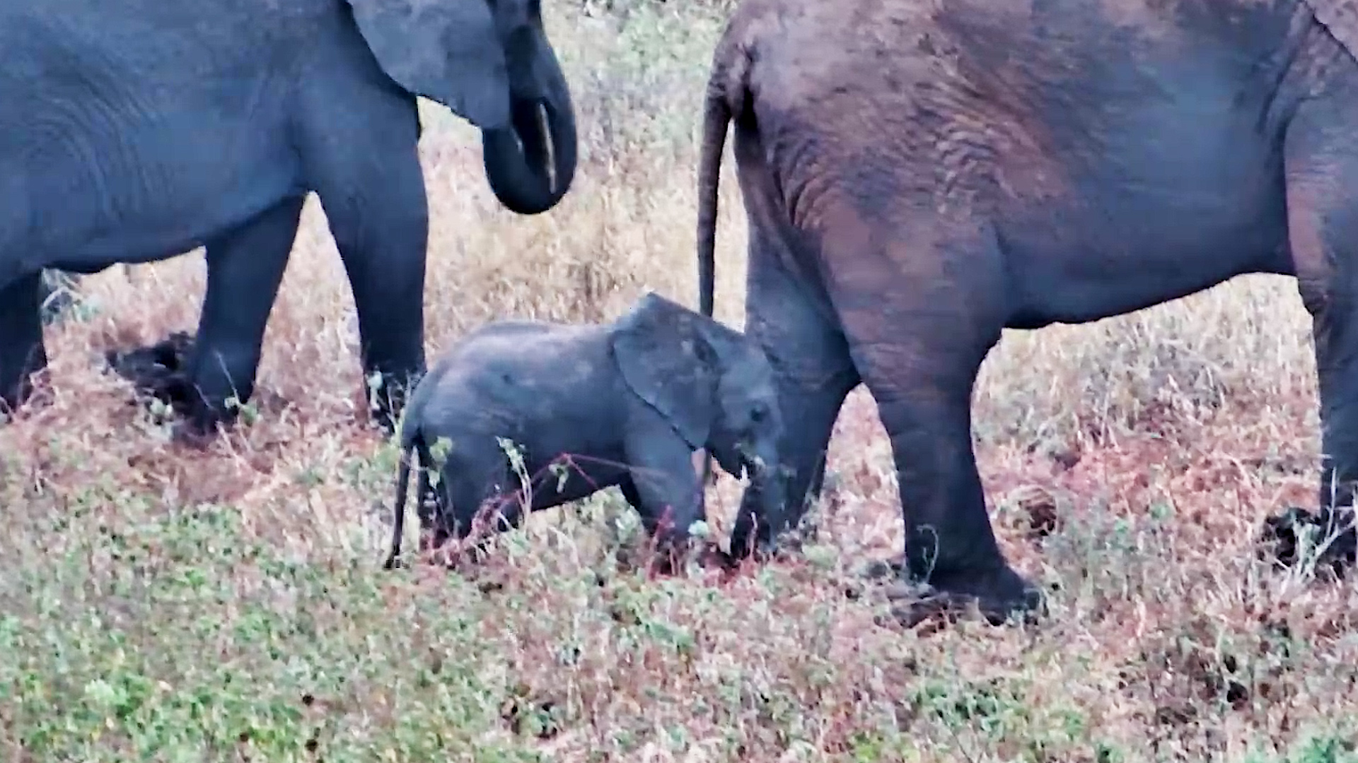 The Cutest Member of the Herd