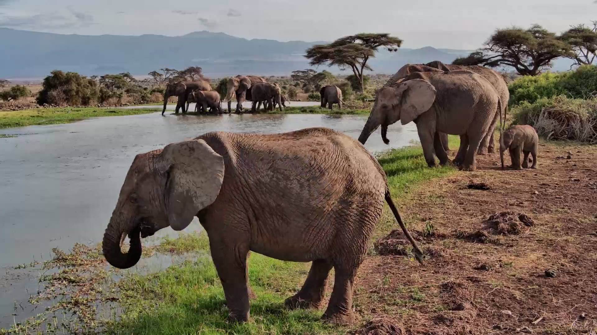 Elephants Enjoy the Day at Tortilis