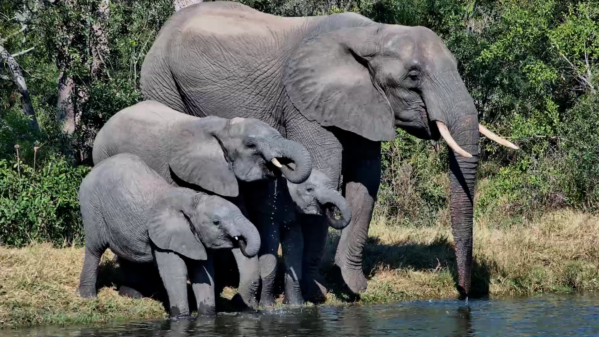 Elephant Family Brings a Young One to the Dam
