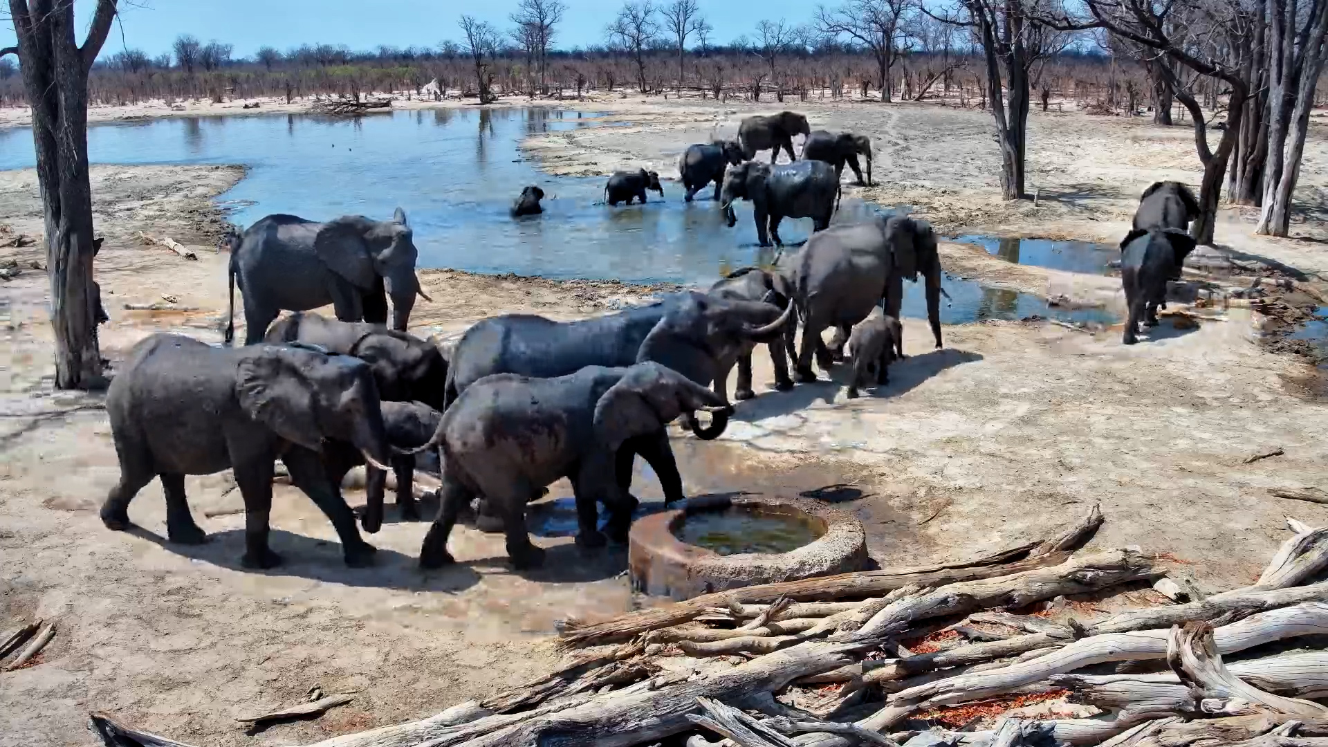 Elephants Congregate for a Refreshing Sip