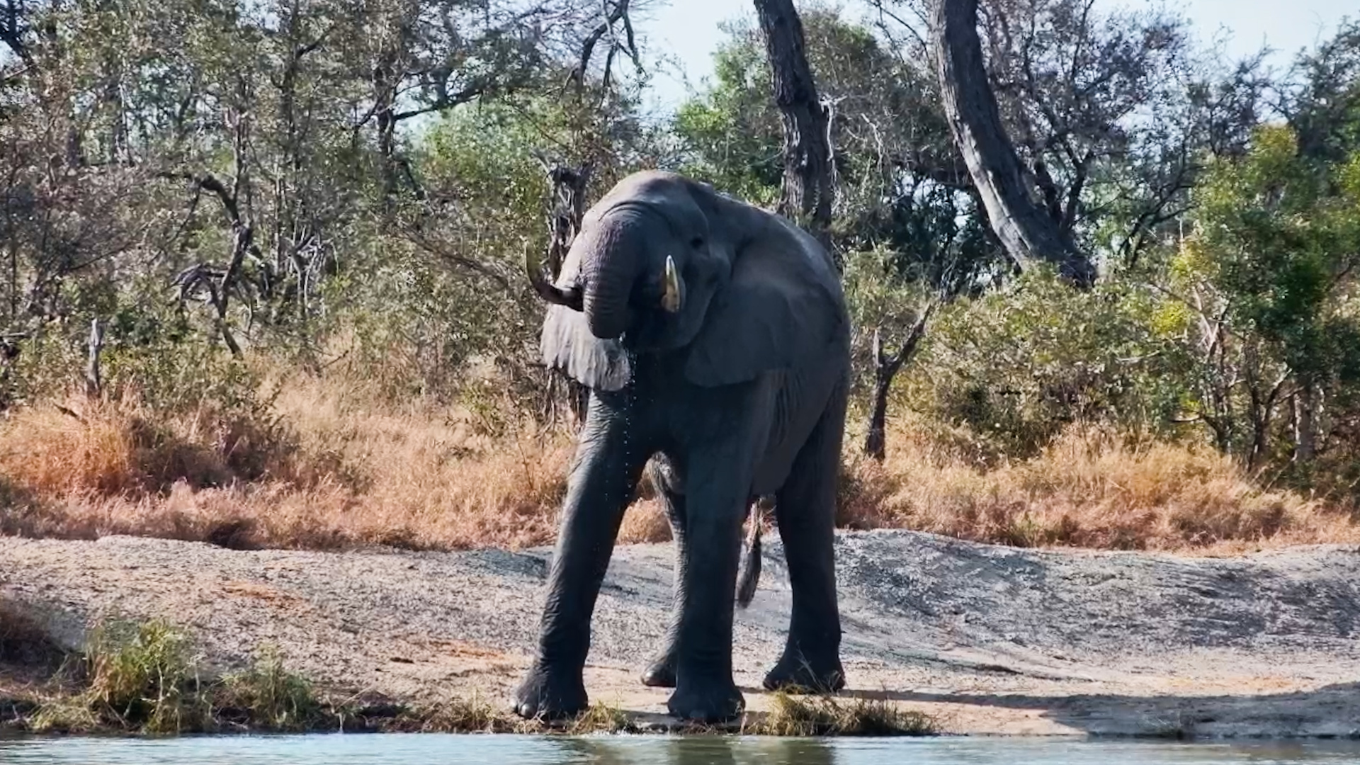 One Quiet Moment With an Elephant
