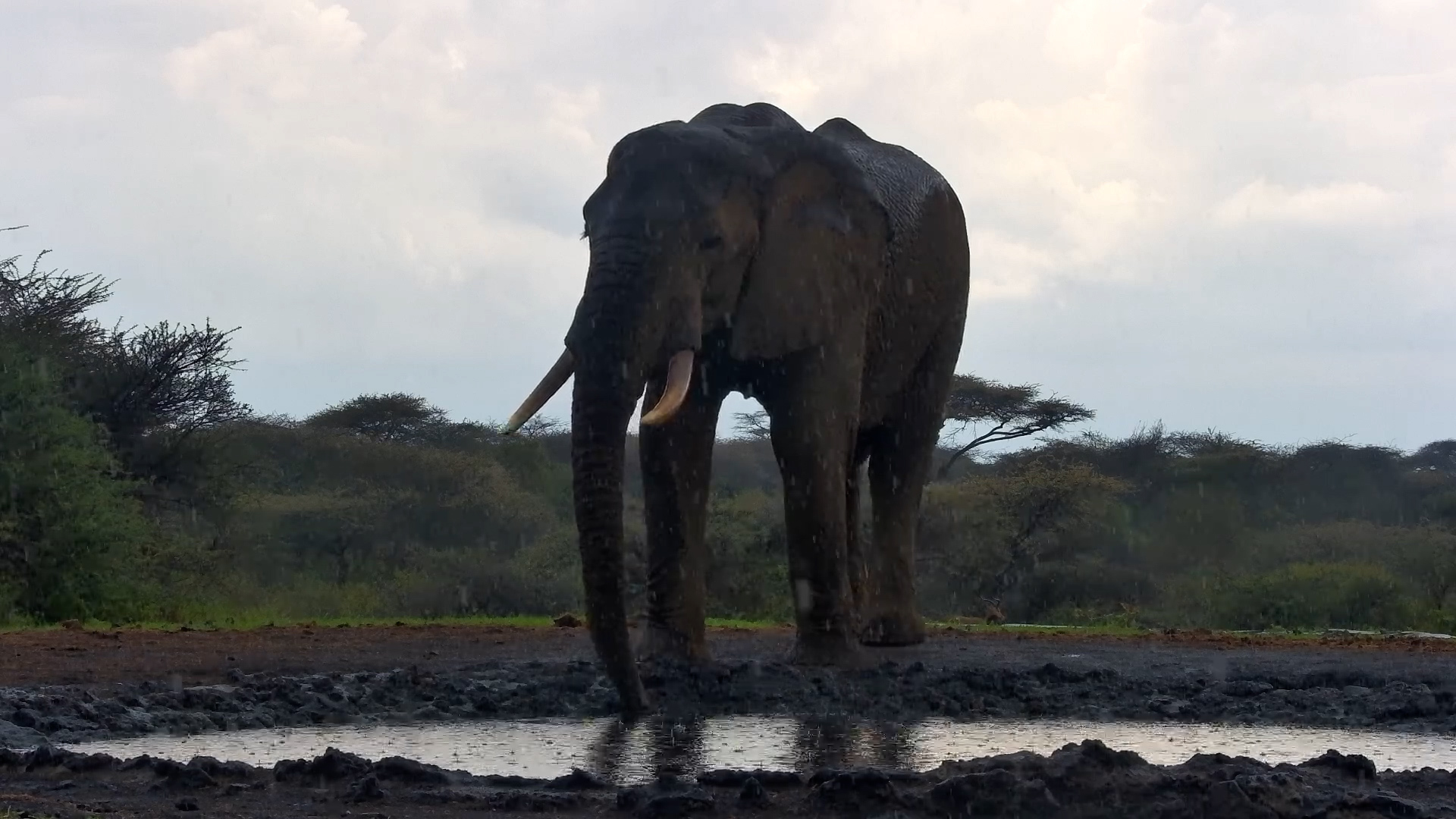 Elephant Loves the Rain