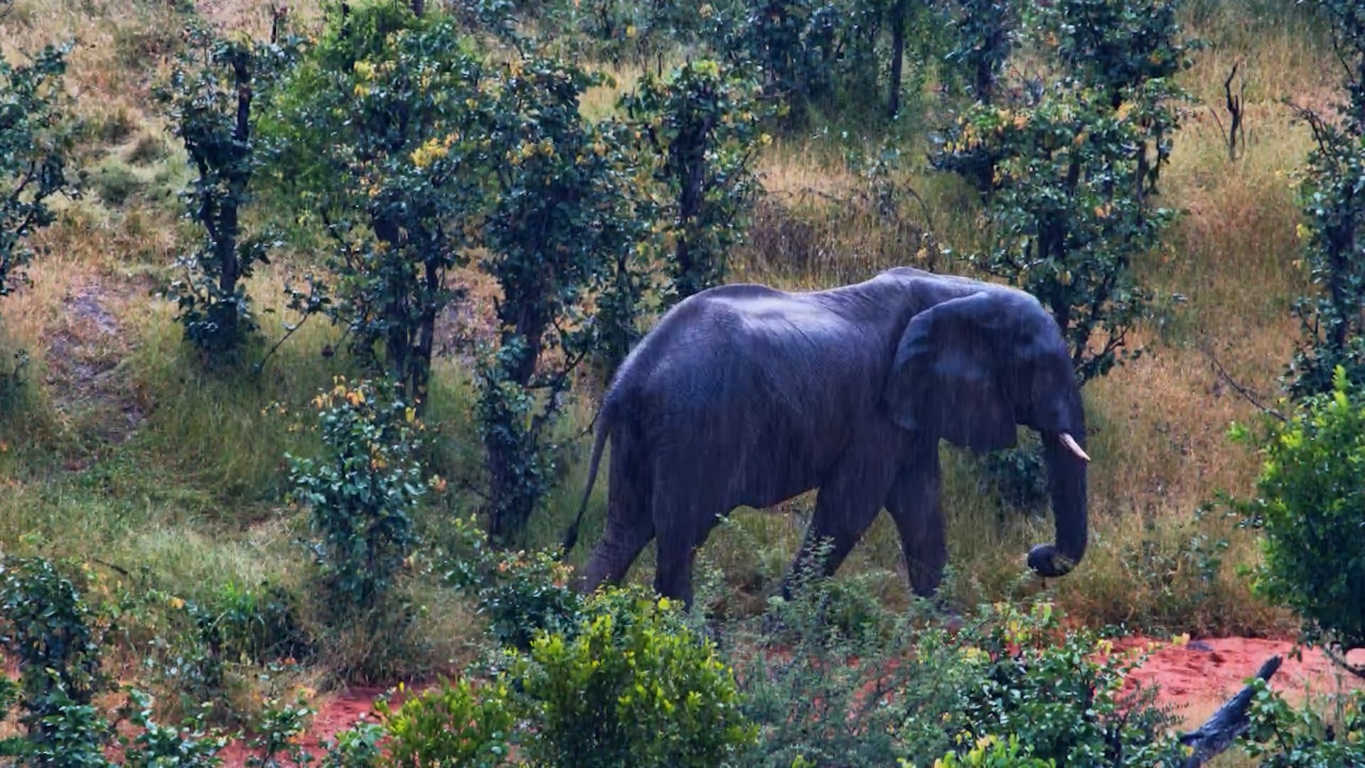 Elephant Feeds Through a Downpour!