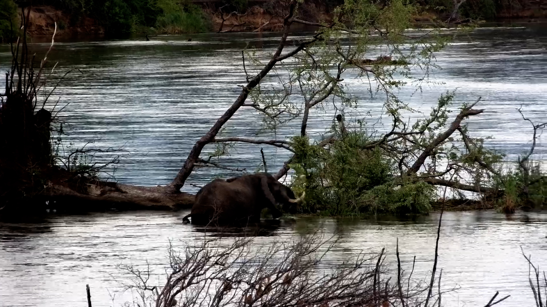 Snack Time in the Zambezi