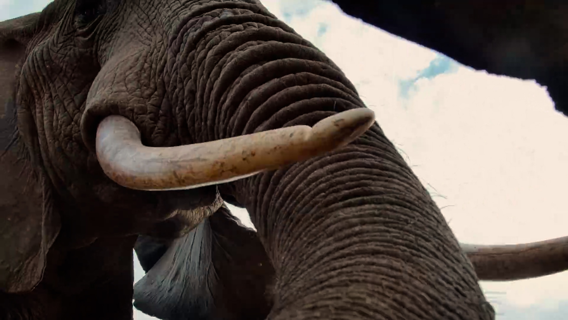 This Elephant Became Our Gardener