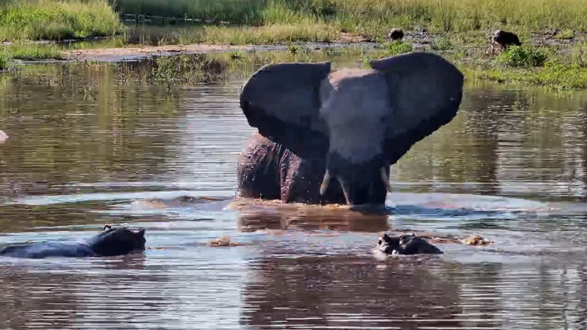 Elephant Really Said “Let Me Stir the Pot”