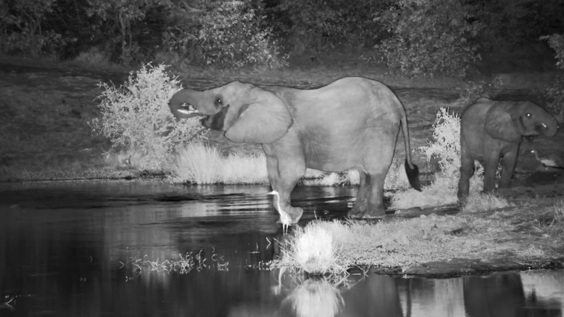 Elephants Crash the Quiet Night at the Water’s Edge