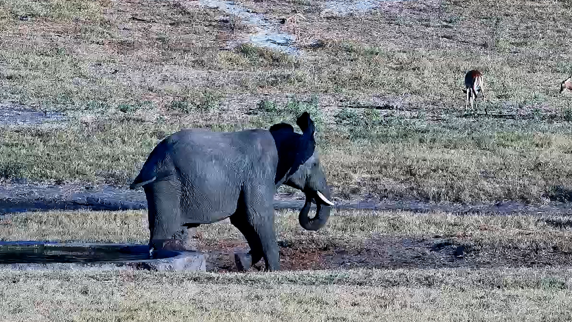 Elephant Stayed Behind for a Little Longer
