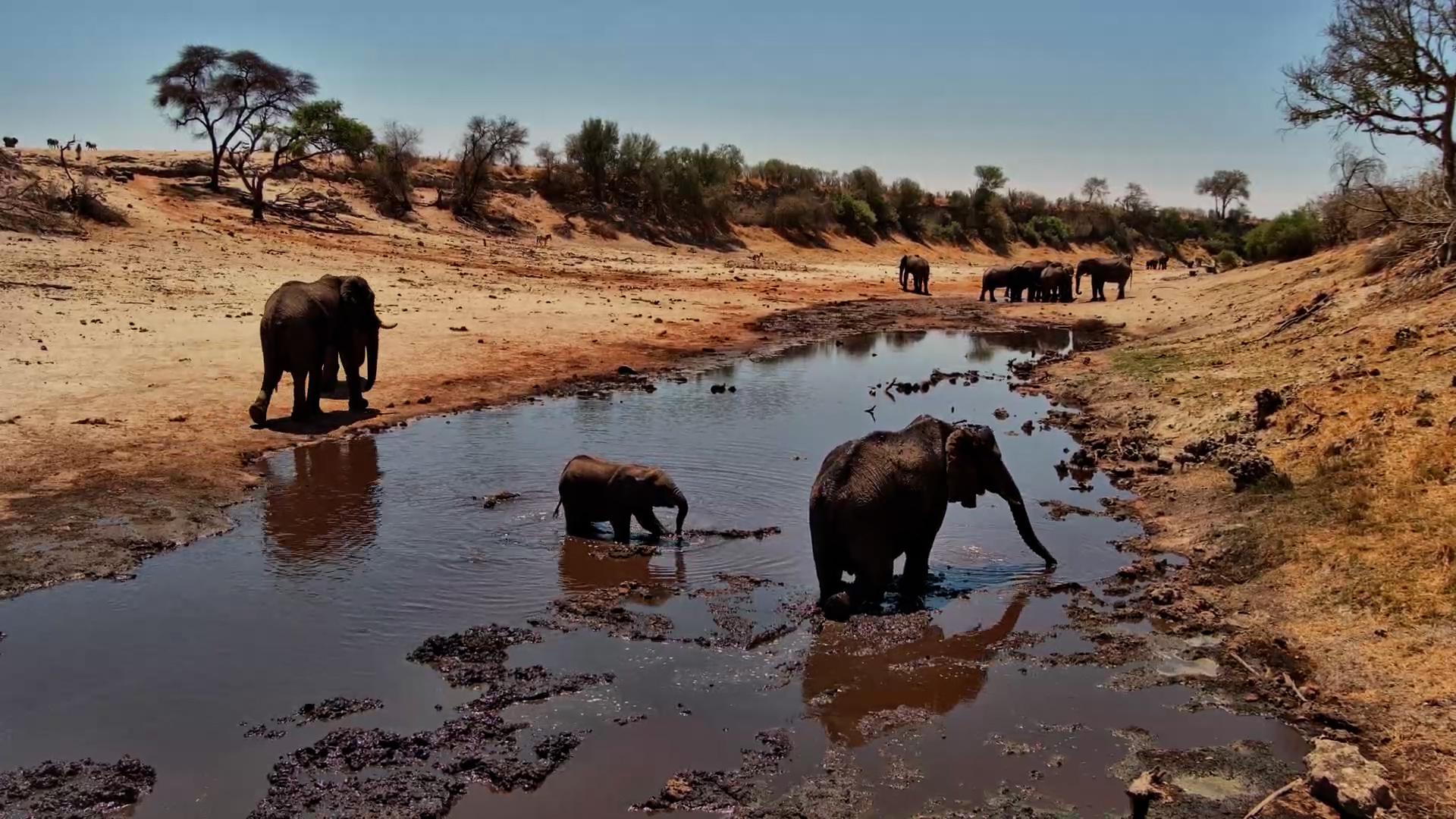 Elephant Makes a Big Splash!