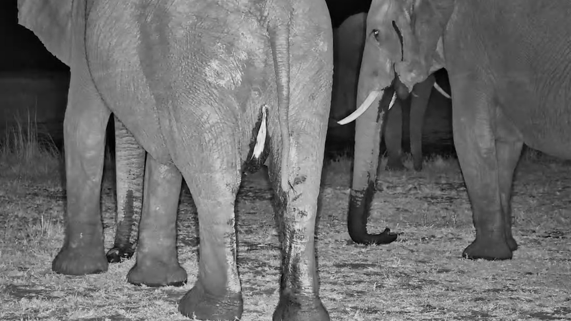 What's Happened to This Elephant?