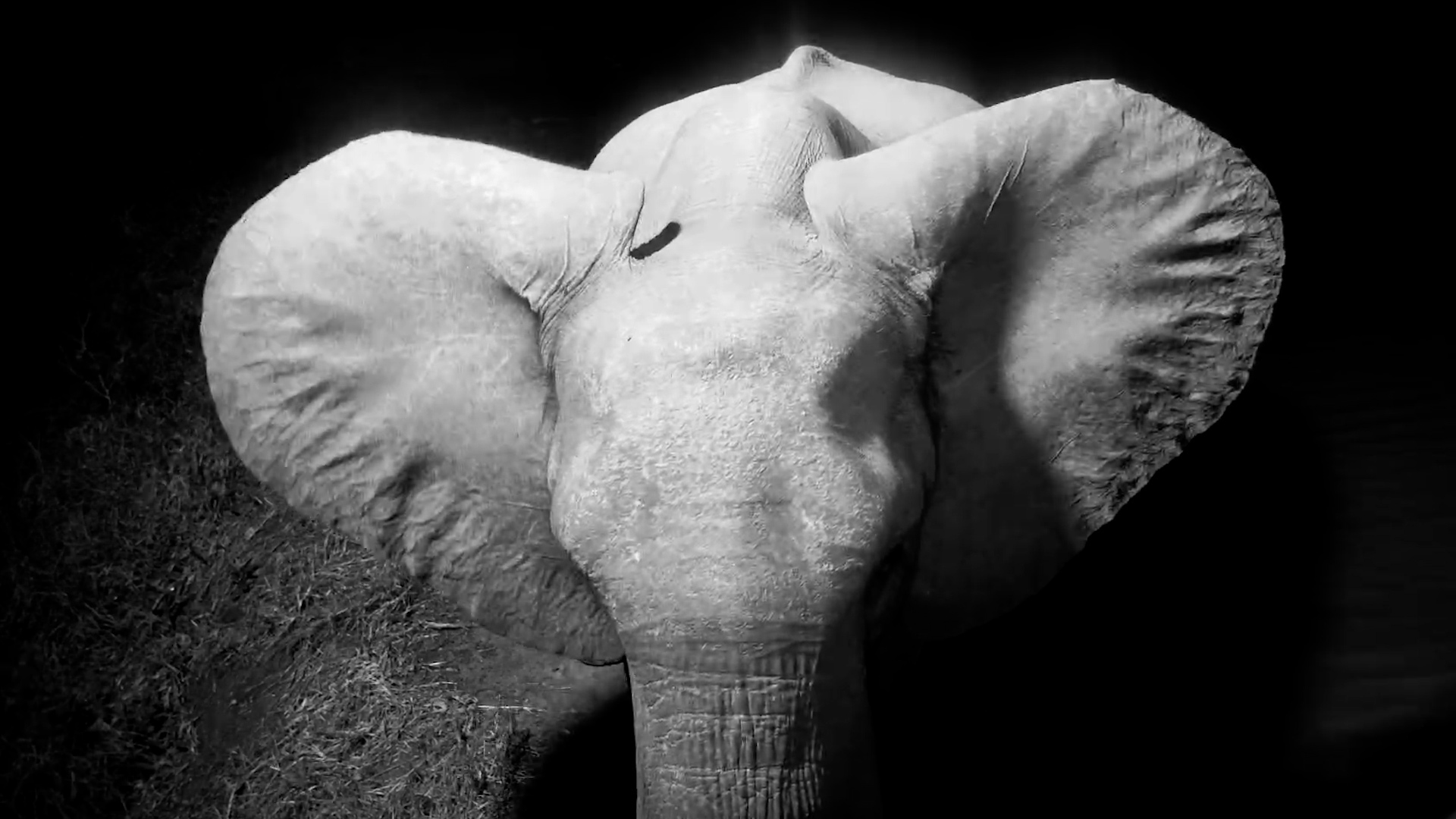 A Midnight Moment Between Mum and Calf