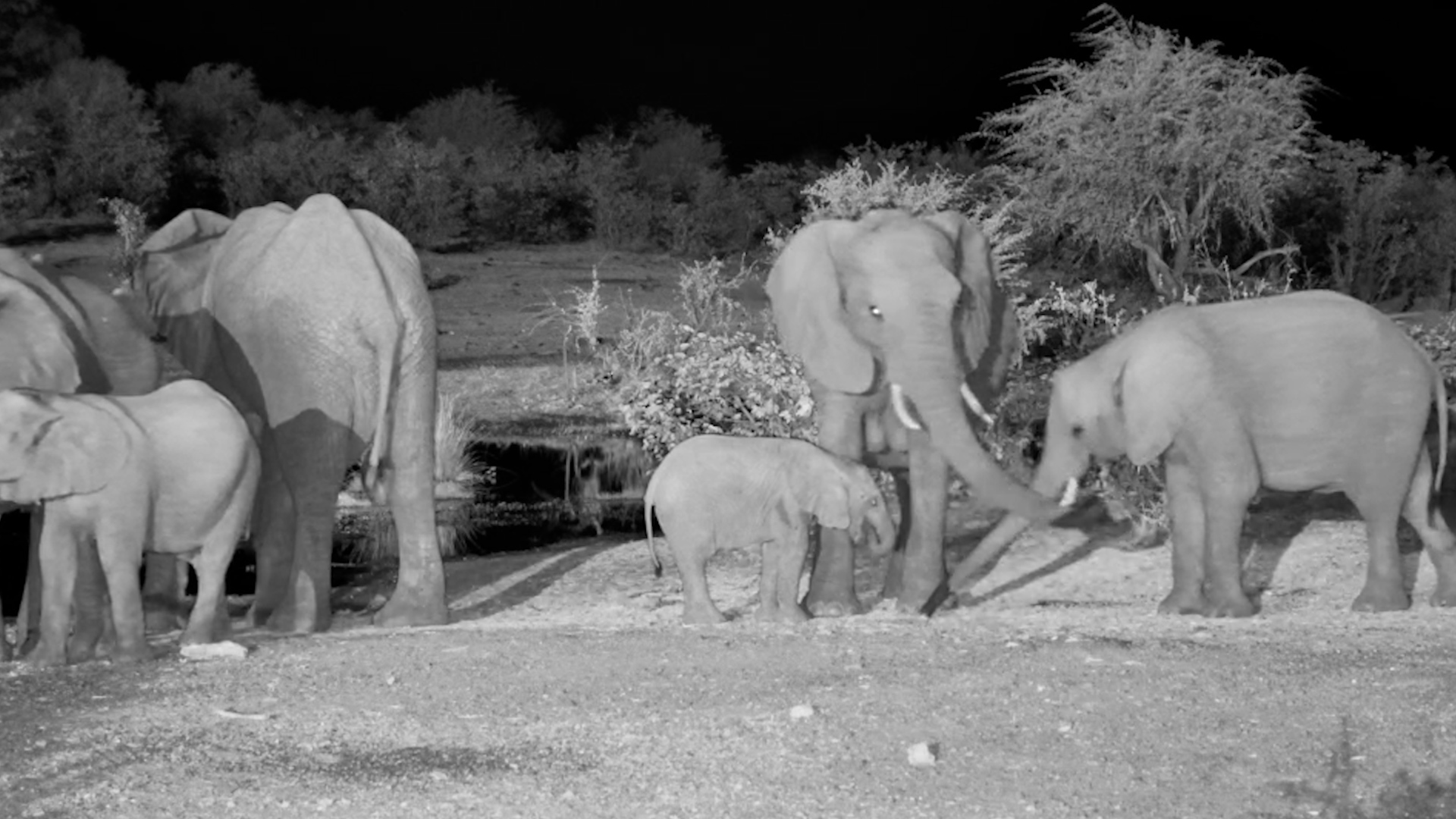 Protective Mum Tells Another Elephant to BACK OFF!