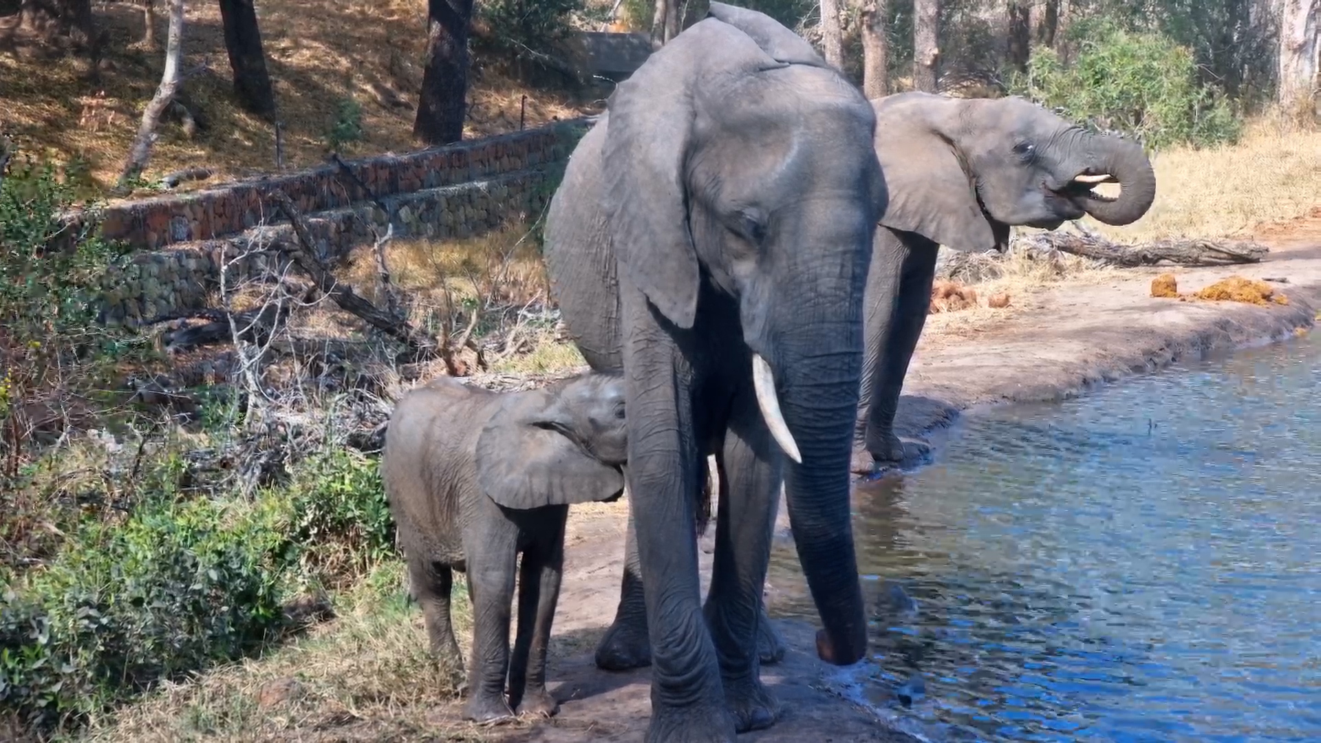 Calf Gets Milk While the Herd Gets Water