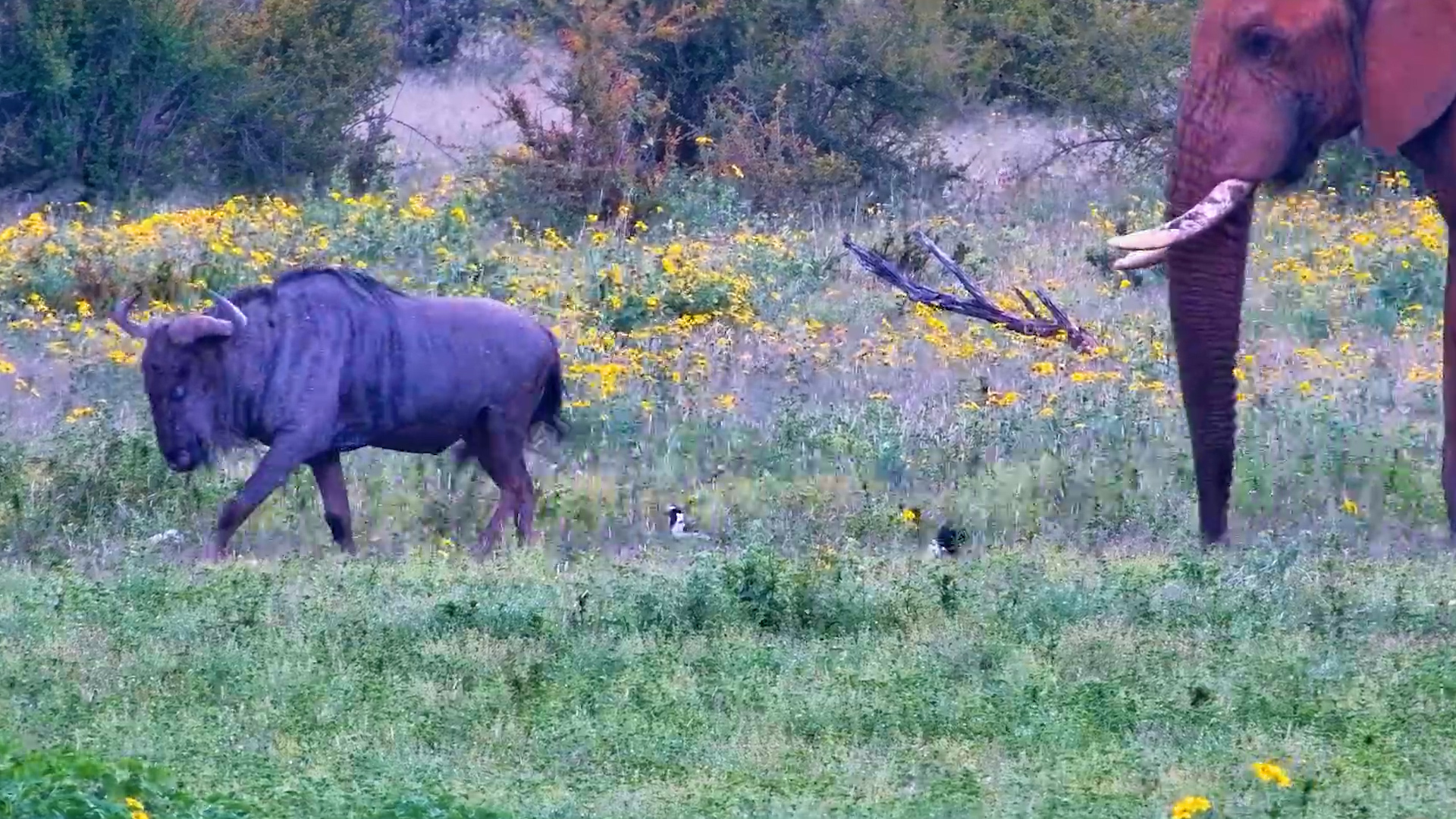 Just Chilling… Until a Giant Says Move