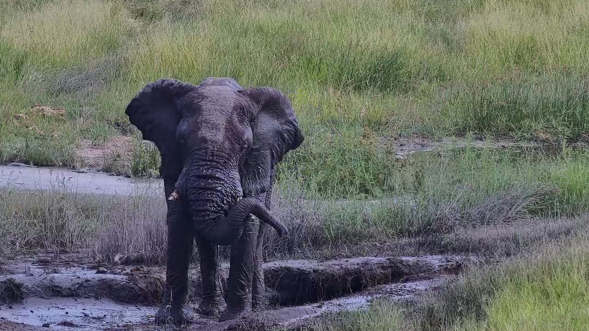 Nothing But Mud and Happiness