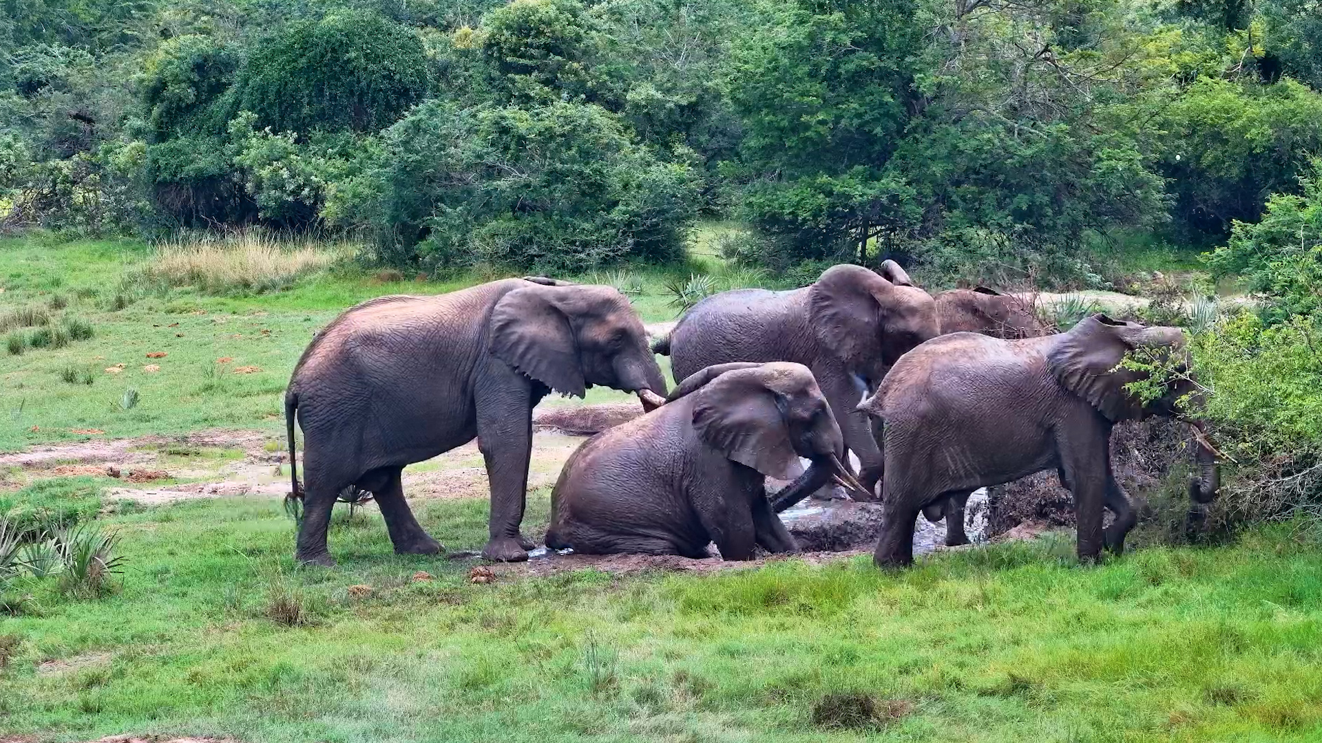 Elephant Mud Bath Timelapse!