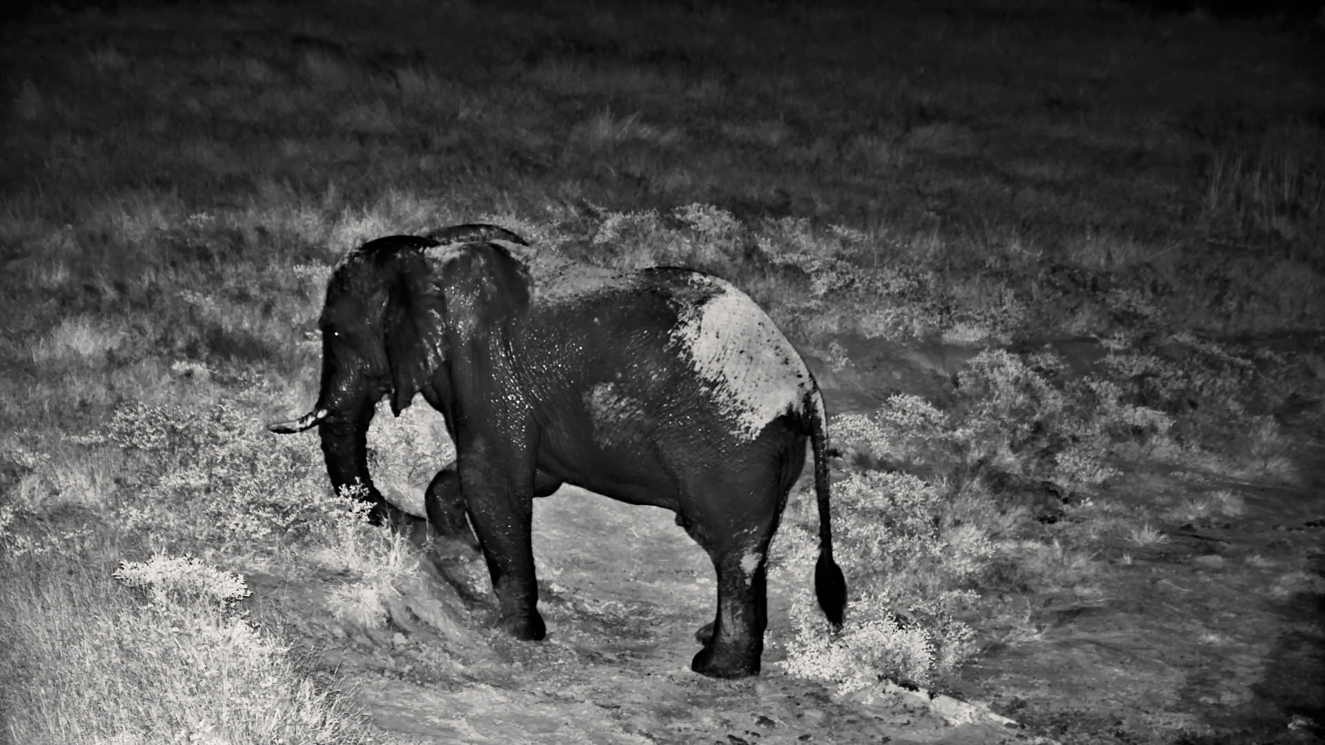 Elephant Spa Time in the Dark