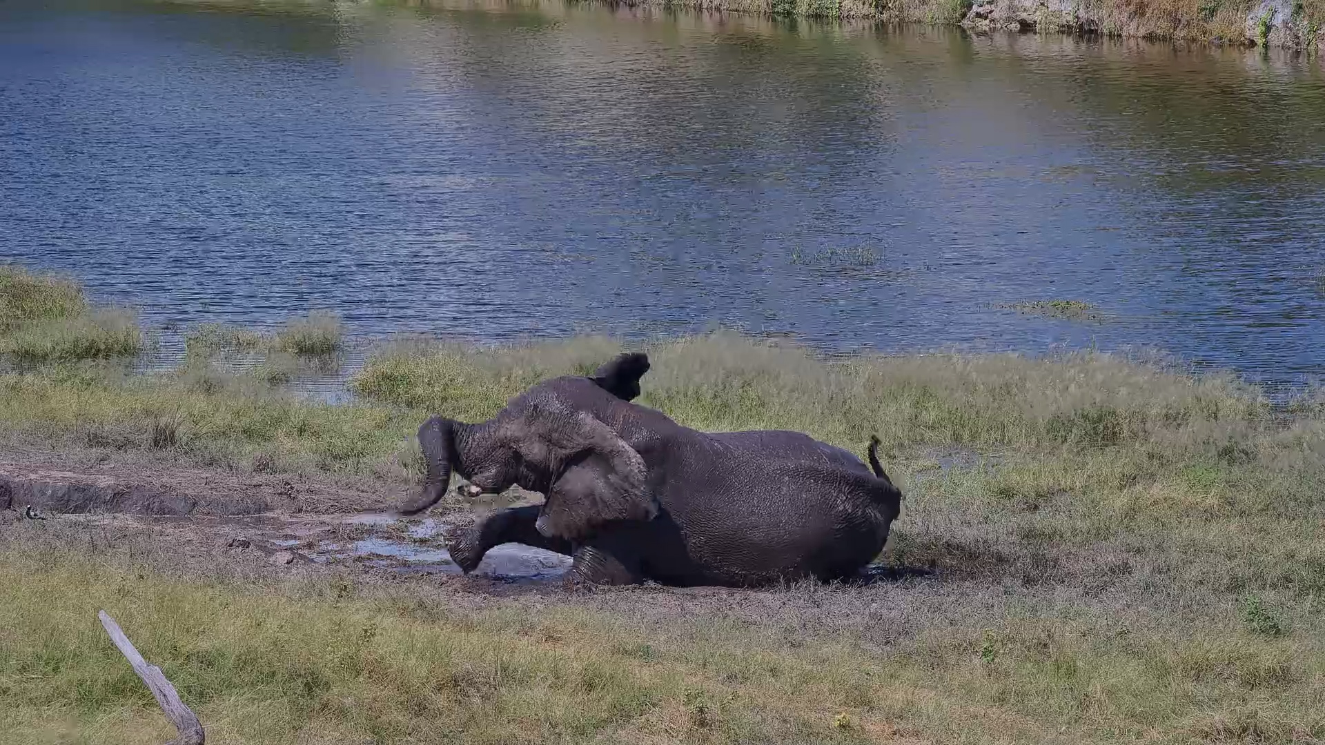 Elephant Mudbath at Camelthorn