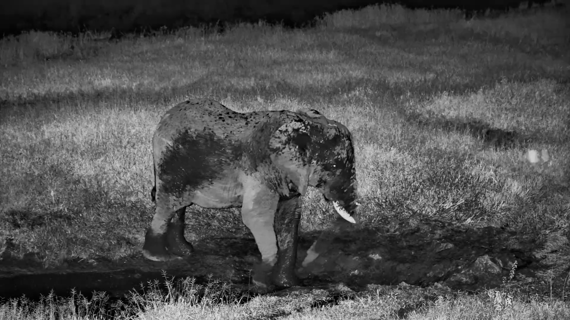 Elephant Mud Mask Time