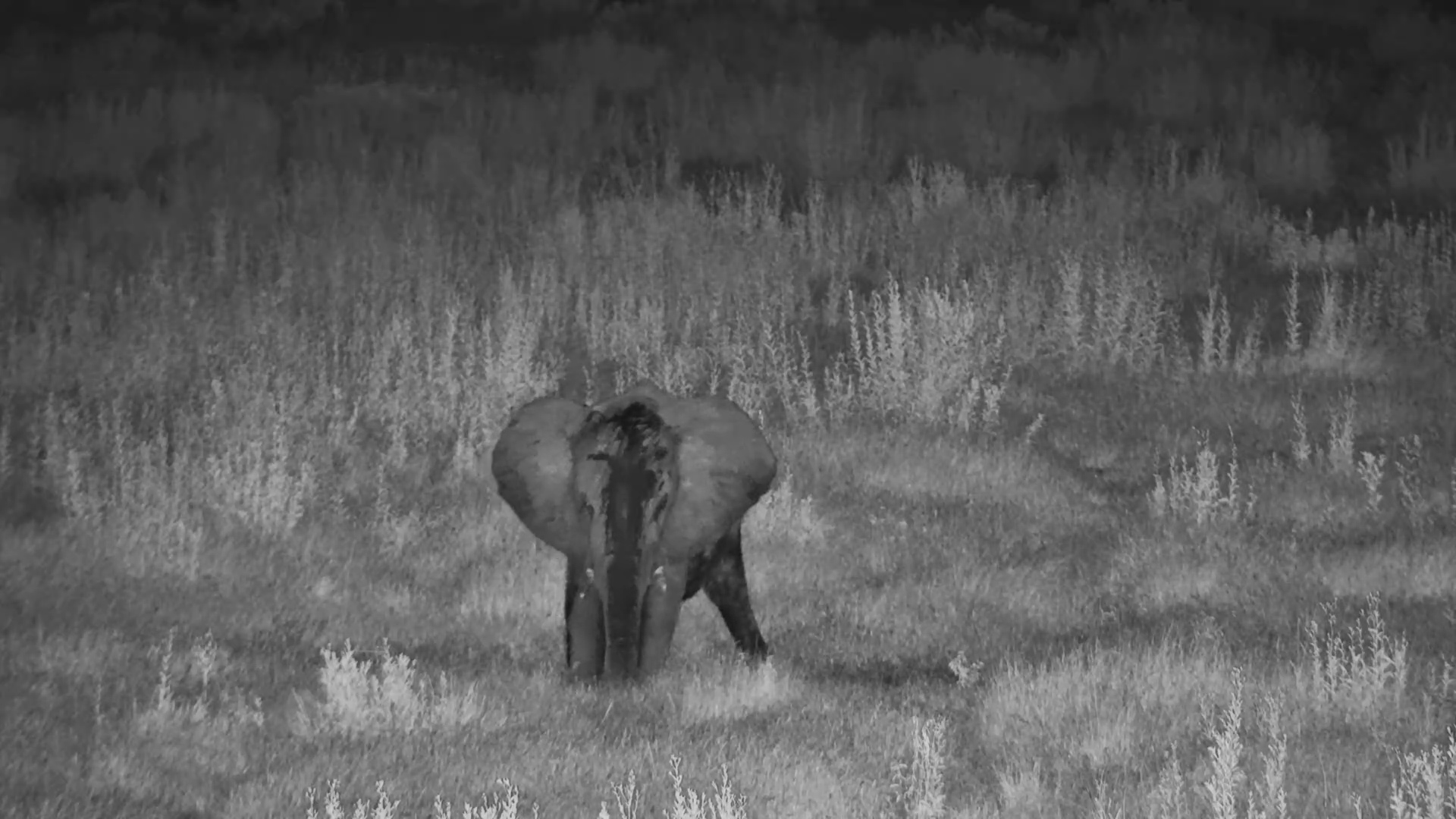 Elephant Mudbath Delight